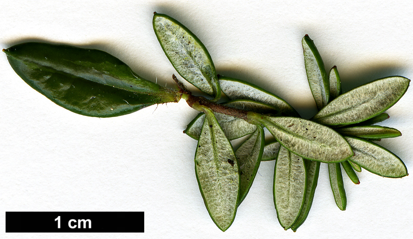 High resolution image: Family: Ericaceae - Genus: Daboecia - Taxon: cantabrica