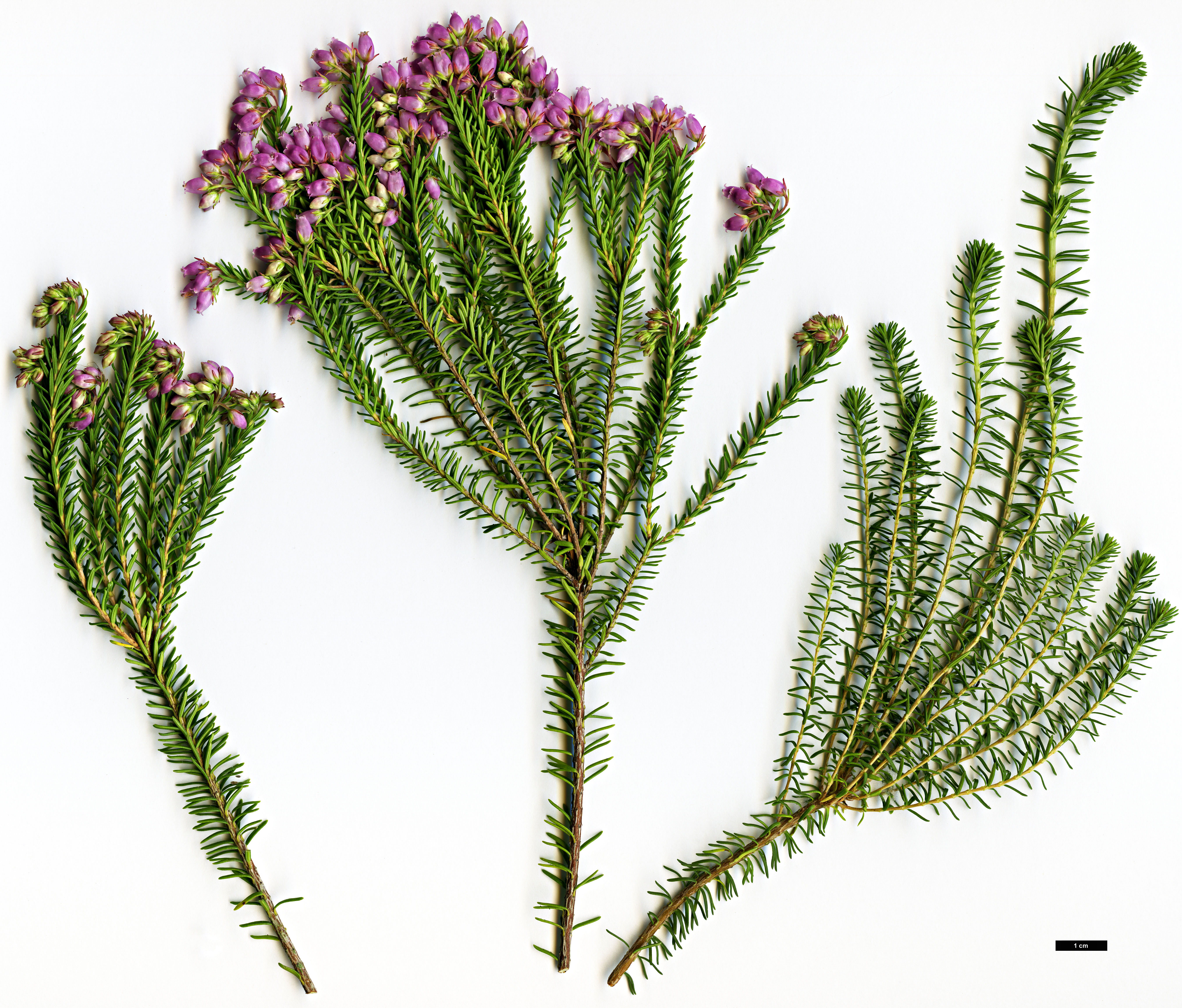 High resolution image: Family: Ericaceae - Genus: Erica - Taxon: terminalis