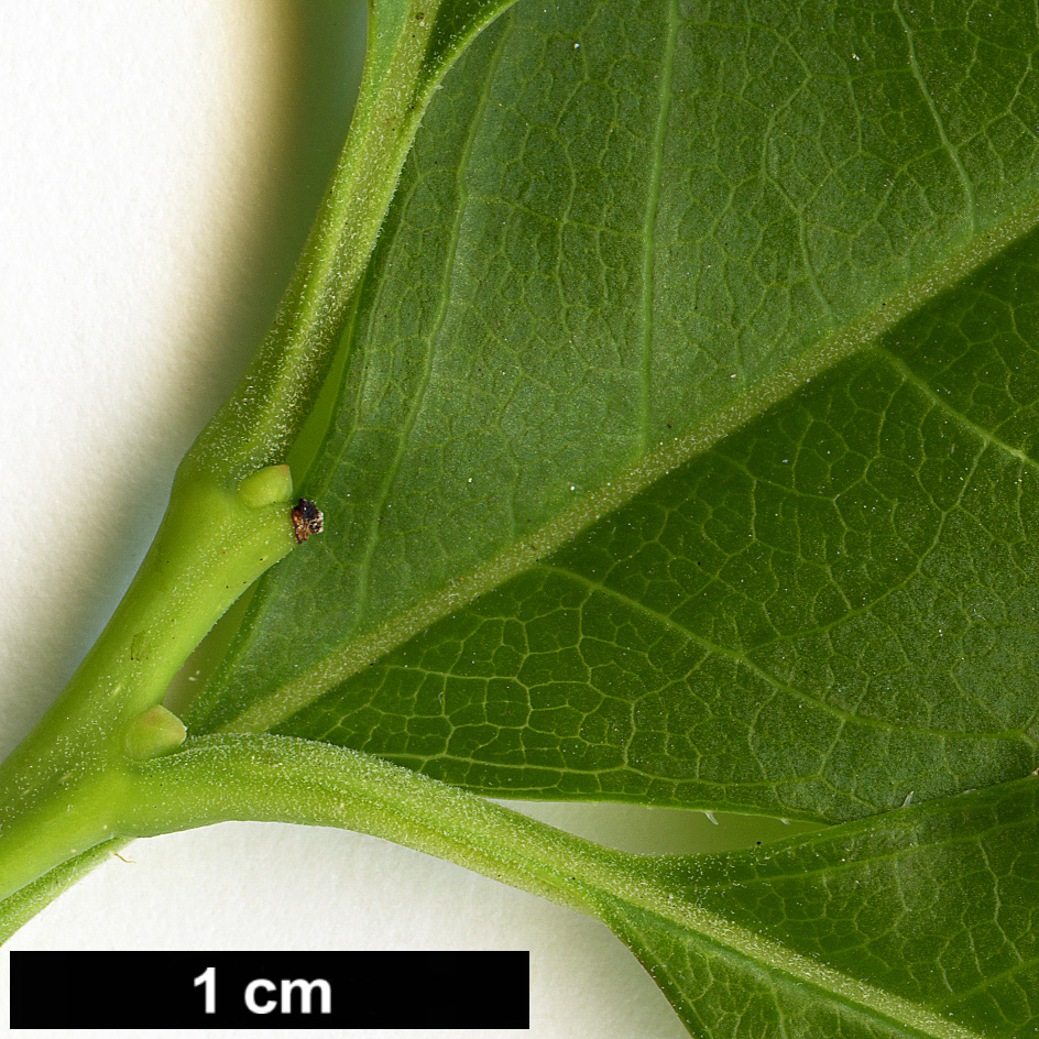 High resolution image: Family: Ericaceae - Genus: Oxydendrum - Taxon: arboreum