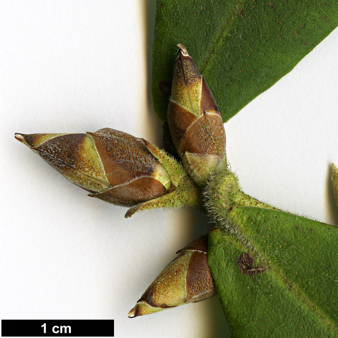 High resolution image: Family: Ericaceae - Genus: Rhododendron - Taxon: augustinii