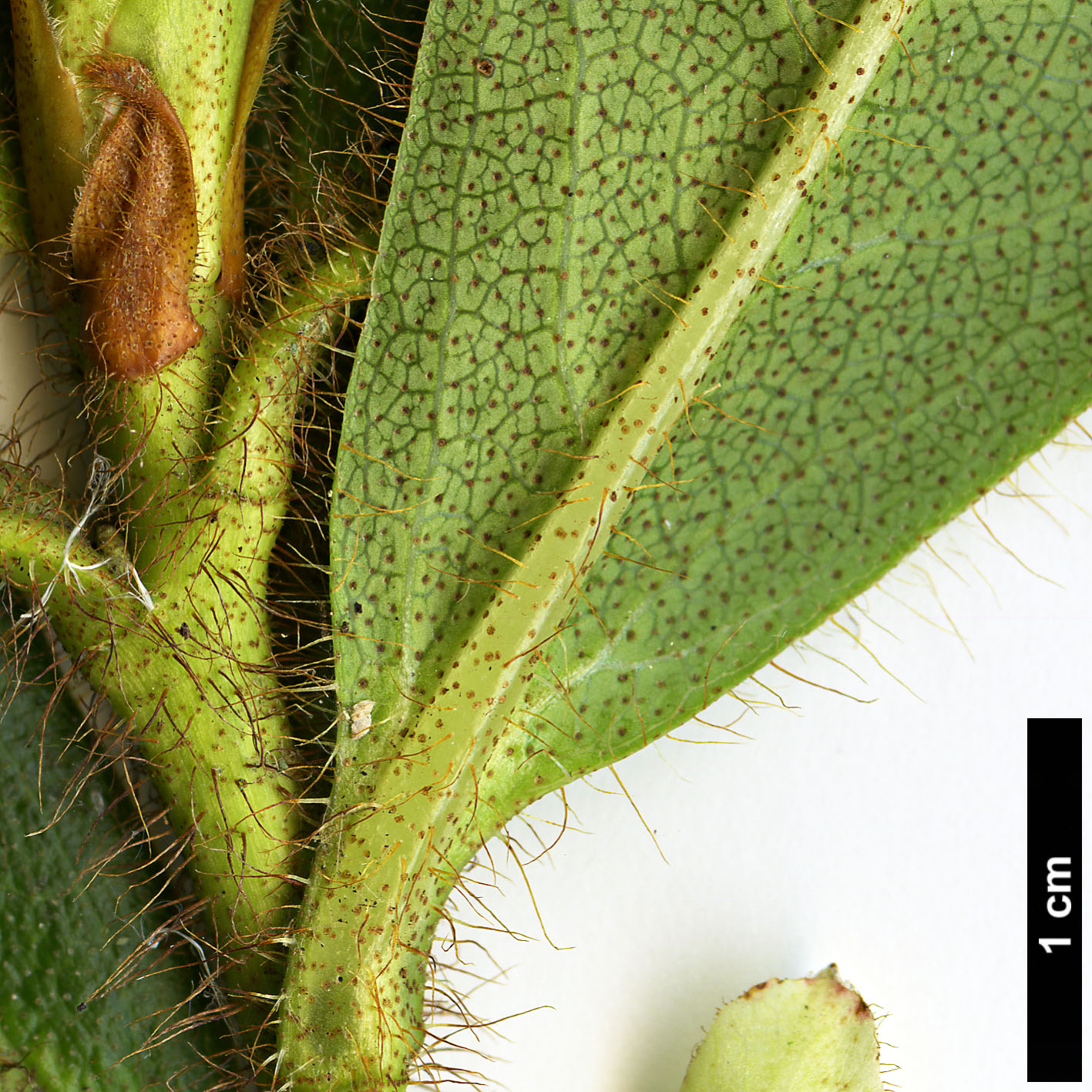 High resolution image: Family: Ericaceae - Genus: Rhododendron - Taxon: ciliatum