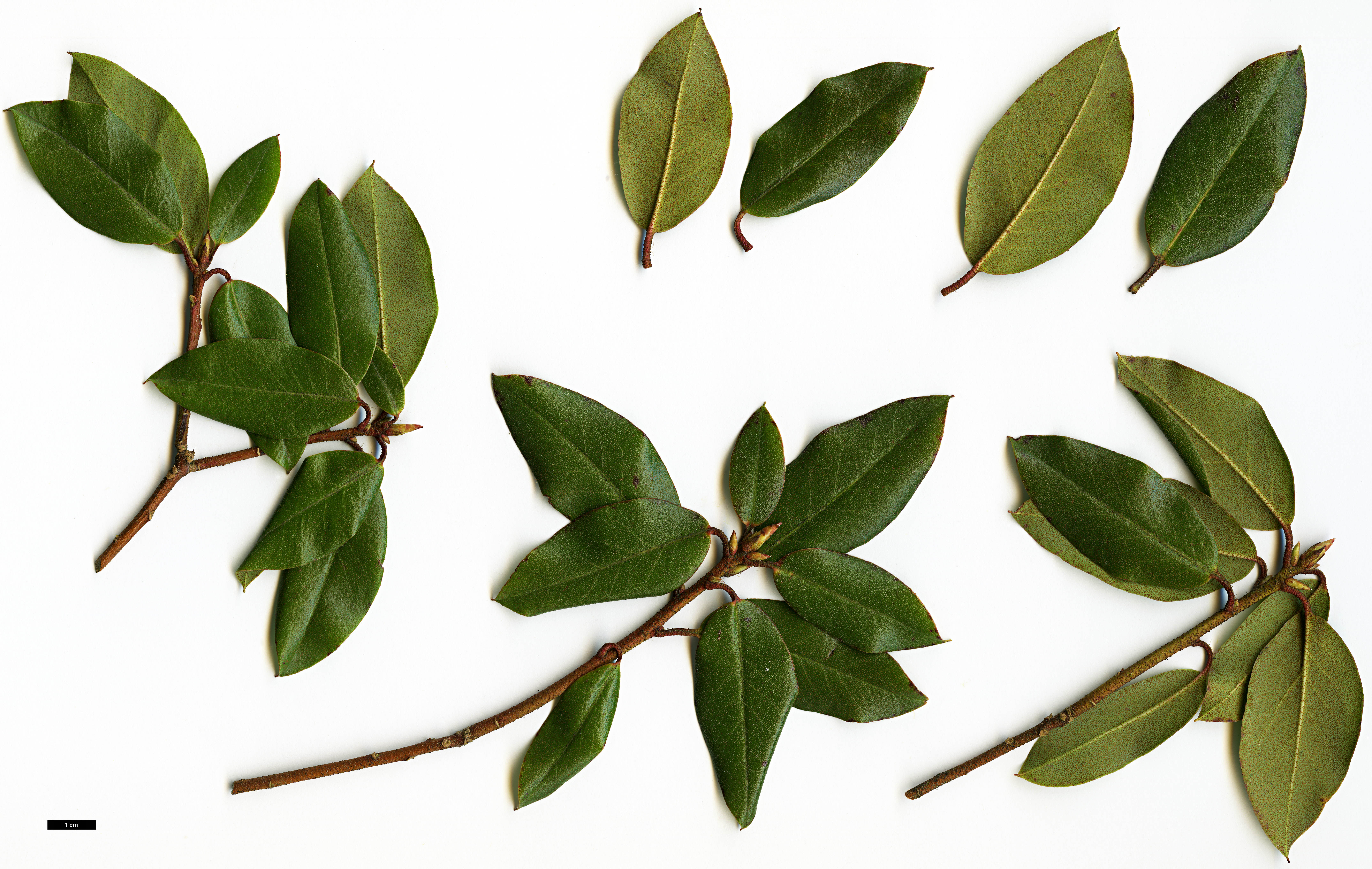 High resolution image: Family: Ericaceae - Genus: Rhododendron - Taxon: concinnum