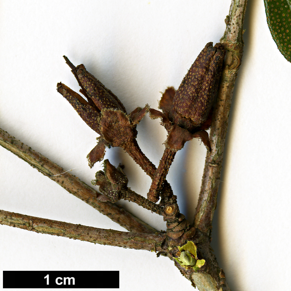 High resolution image: Family: Ericaceae - Genus: Rhododendron - Taxon: fastigiatum