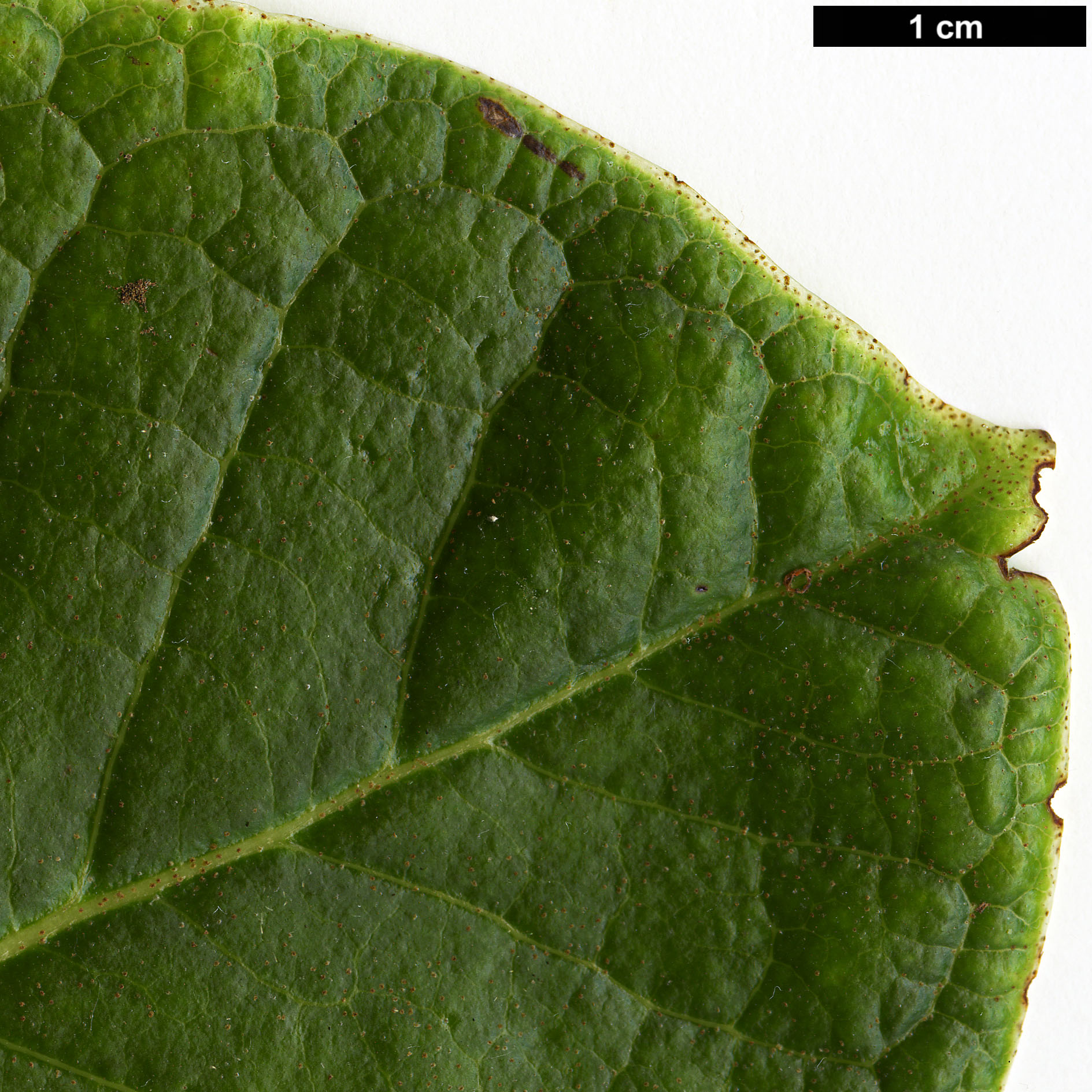 High resolution image: Family: Ericaceae - Genus: Rhododendron - Taxon: goreri
