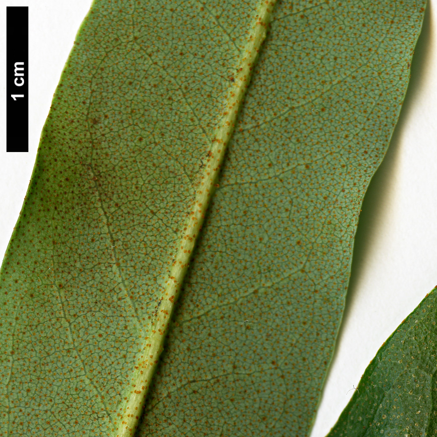 High resolution image: Family: Ericaceae - Genus: Rhododendron - Taxon: keysii