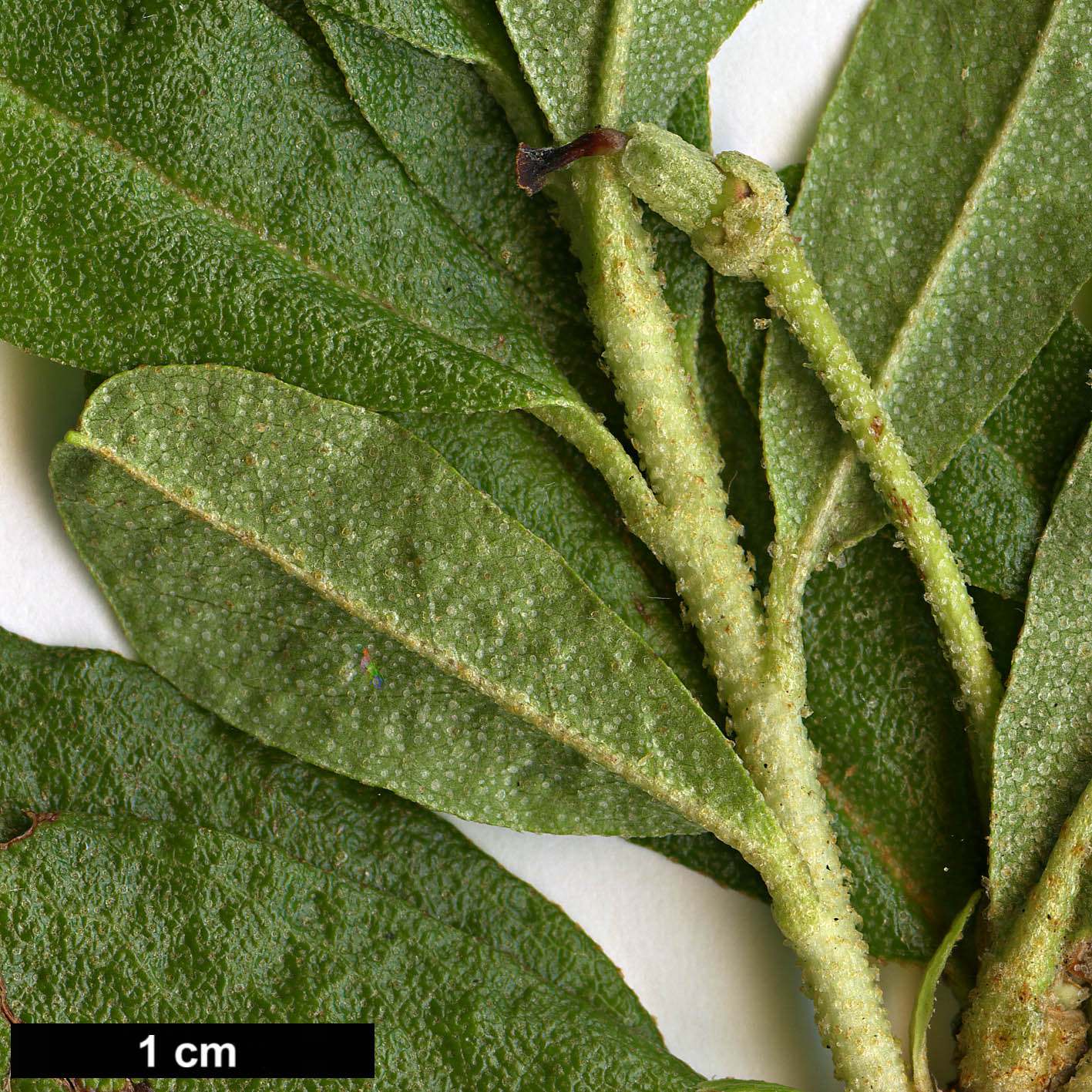 High resolution image: Family: Ericaceae - Genus: Rhododendron - Taxon: lepidotum