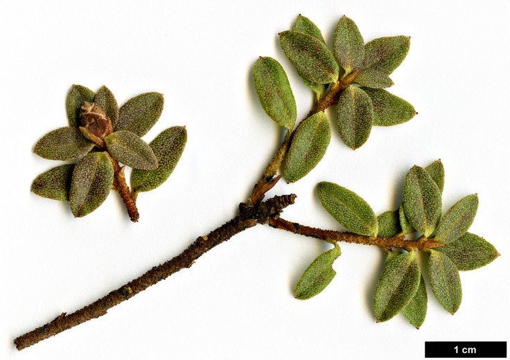 High resolution image: Family: Ericaceae - Genus: Rhododendron - Taxon: nitidulum