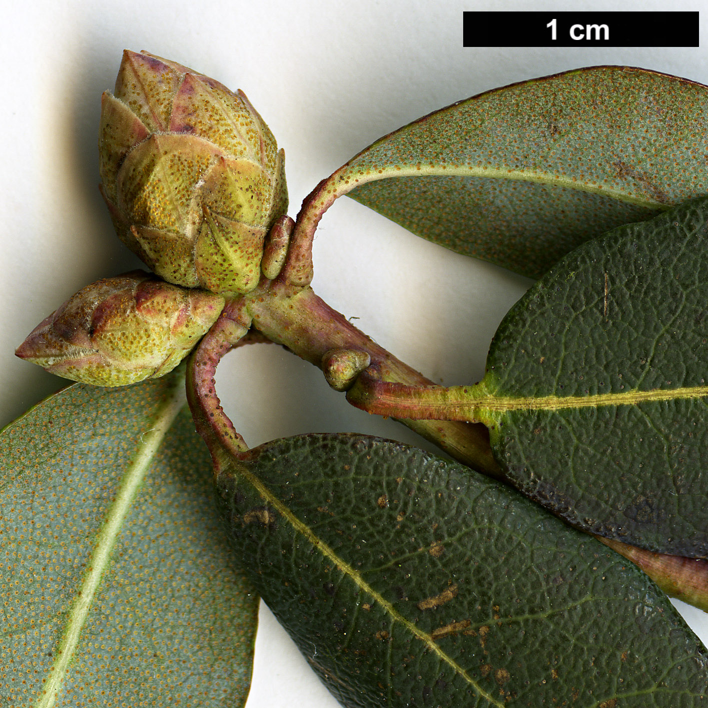 High resolution image: Family: Ericaceae - Genus: Rhododendron - Taxon: oreotrephes