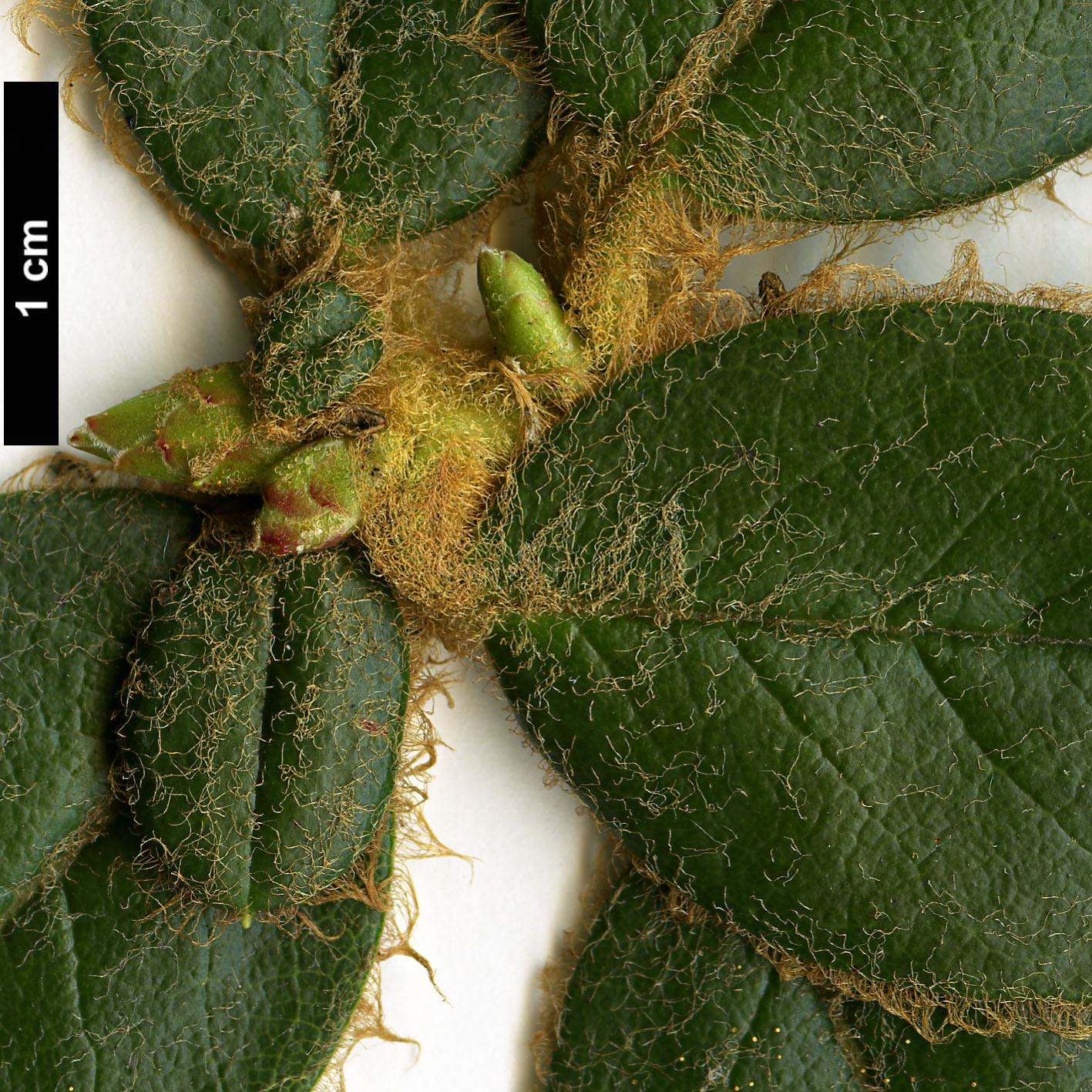 High resolution image: Family: Ericaceae - Genus: Rhododendron - Taxon: pendulum