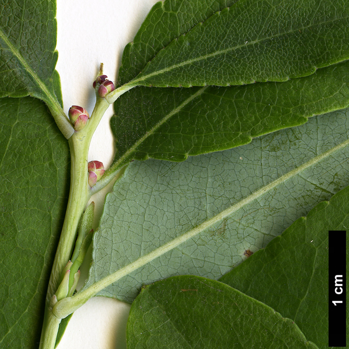 High resolution image: Family: Ericaceae - Genus: Zenobia - Taxon: pulverulenta