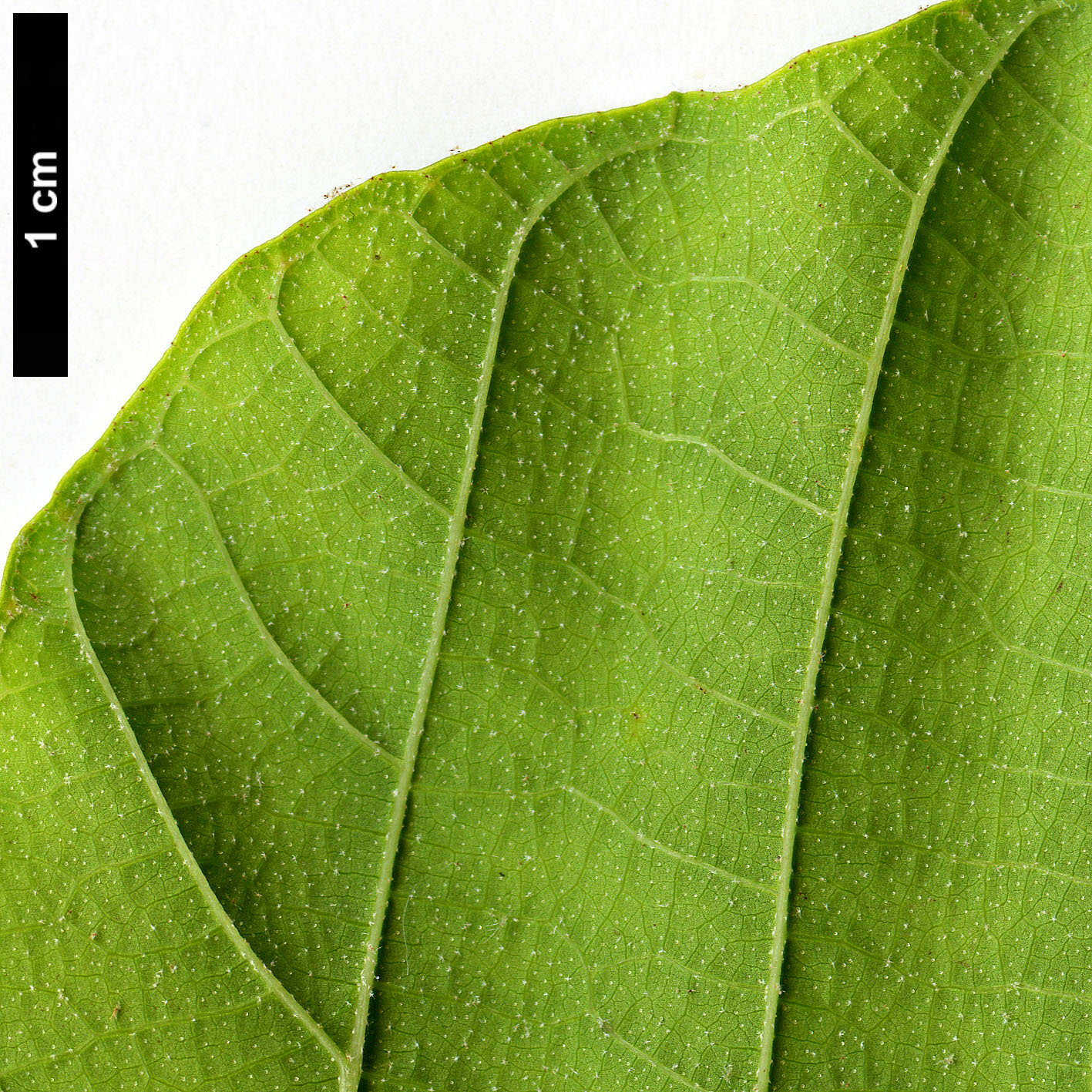 High resolution image: Family: Euphorbiaceae - Genus: Mallotus - Taxon: japonicus