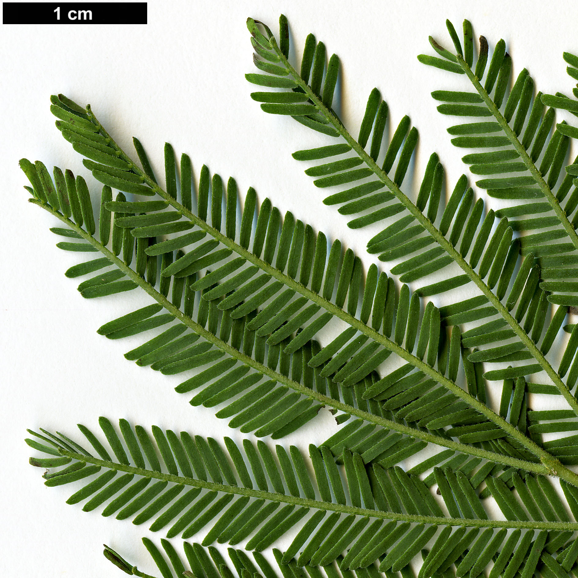 High resolution image: Family: Fabaceae - Genus: Acacia - Taxon: nanodealbata