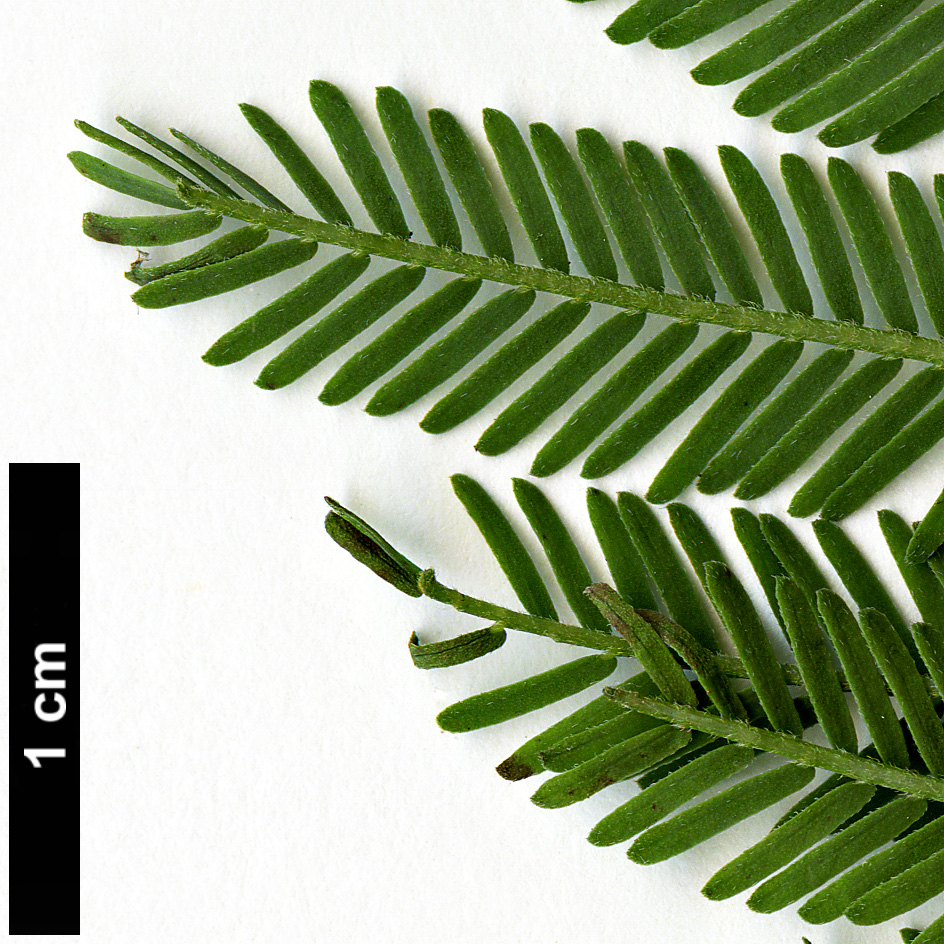 High resolution image: Family: Fabaceae - Genus: Acacia - Taxon: nanodealbata