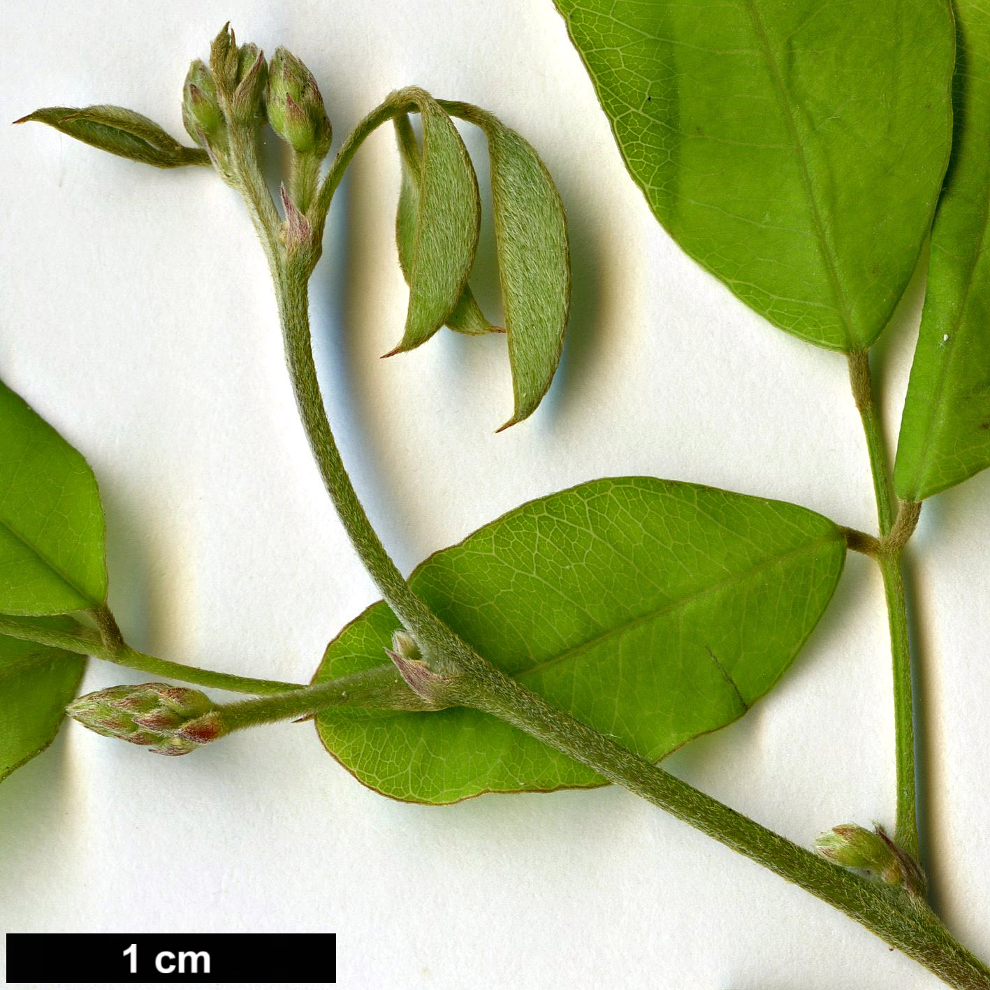 High resolution image: Family: Fabaceae - Genus: Campylotropis - Taxon: macrocarpa