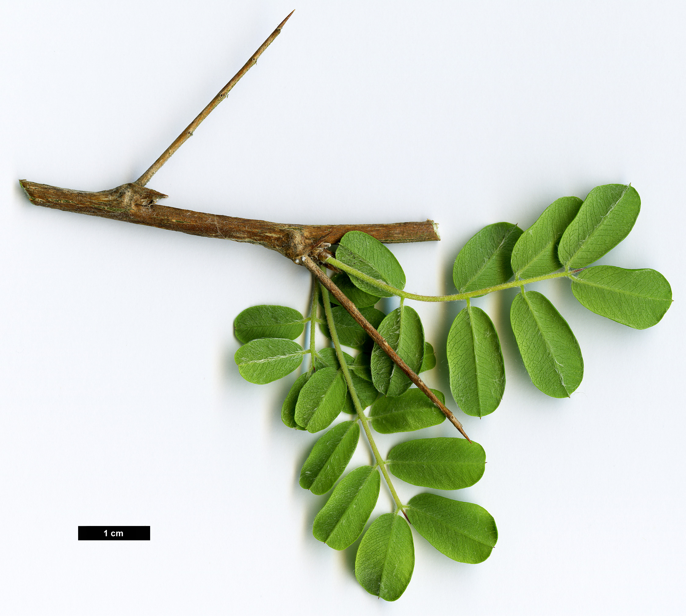 High resolution image: Family: Fabaceae - Genus: Caragana - Taxon: brevispina