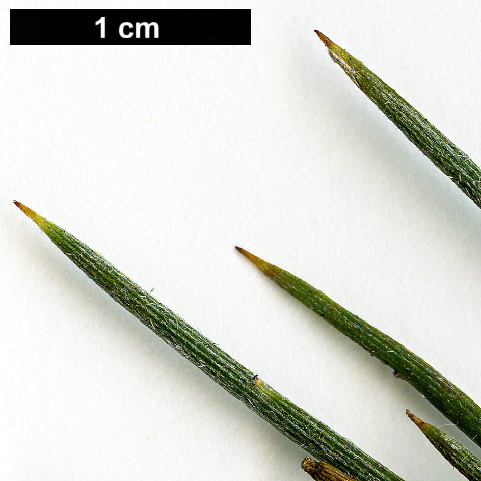 High resolution image: Family: Fabaceae - Genus: Erinacea - Taxon: anthyllis