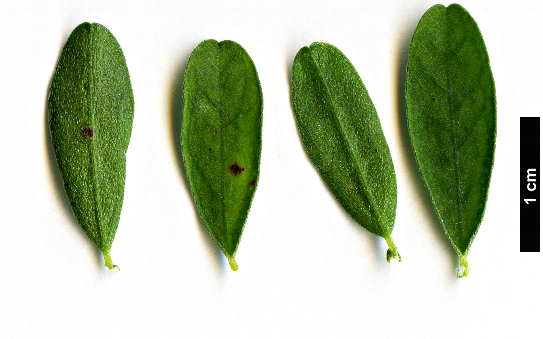 High resolution image: Family: Fabaceae - Genus: Genista - Taxon: pilosa