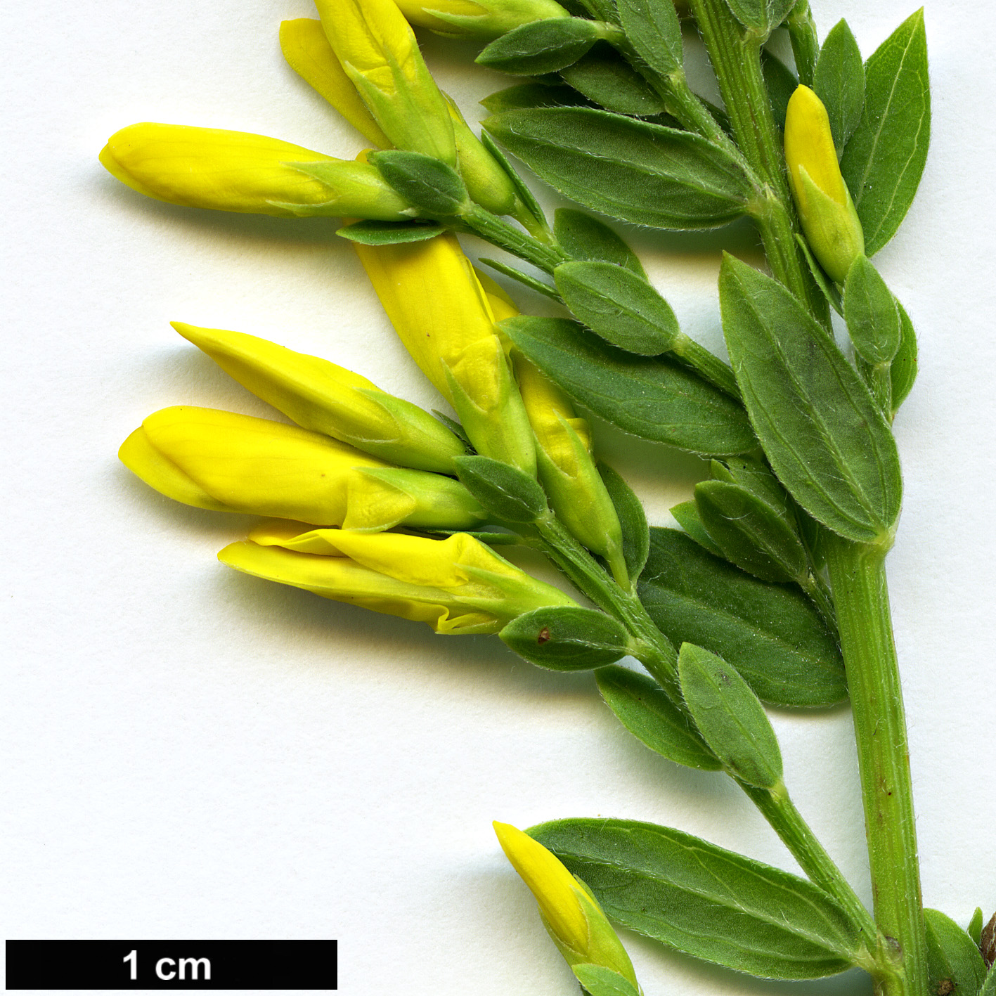 High resolution image: Family: Fabaceae - Genus: Genista - Taxon: tinctoria
