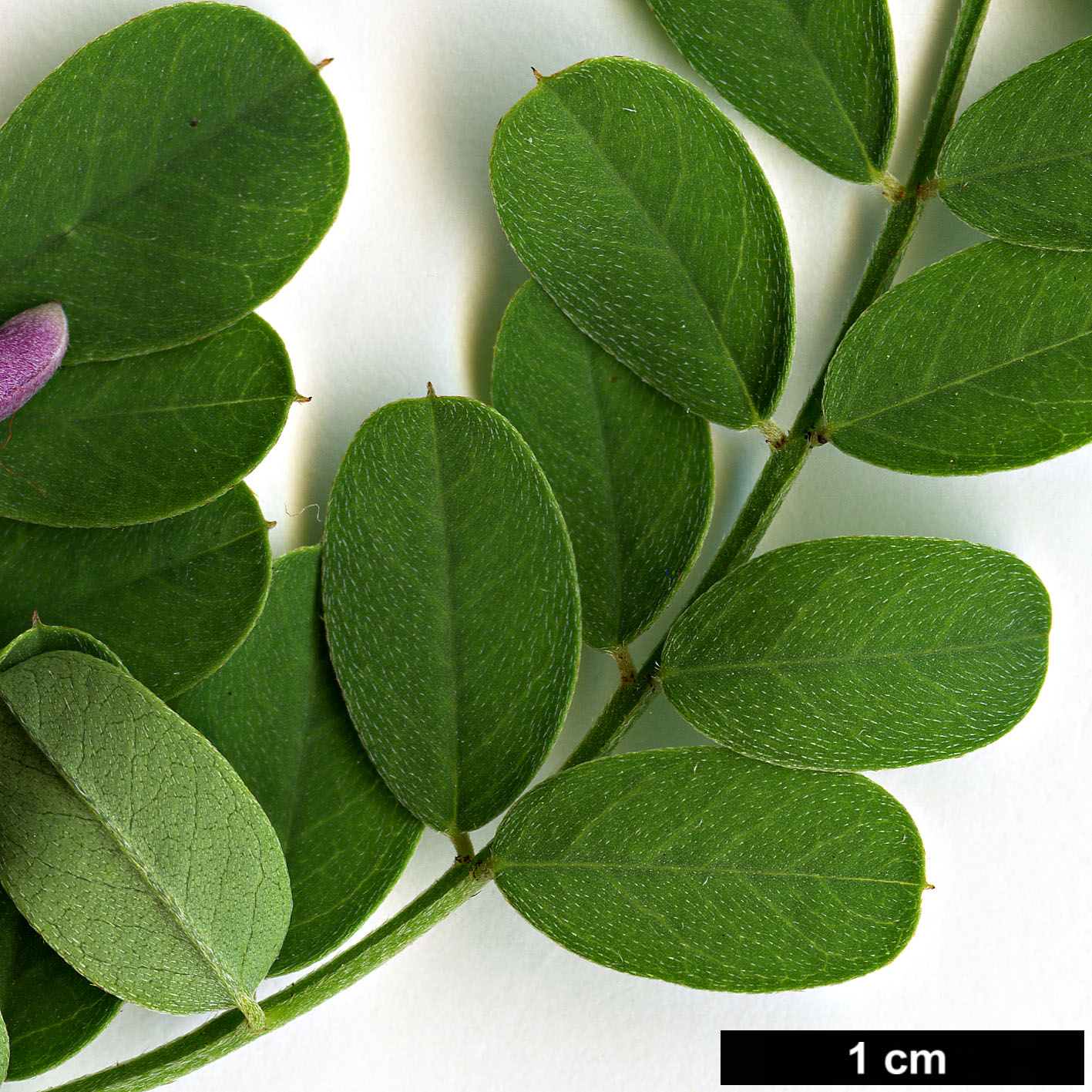 High resolution image: Family: Fabaceae - Genus: Indigofera - Taxon: heterantha