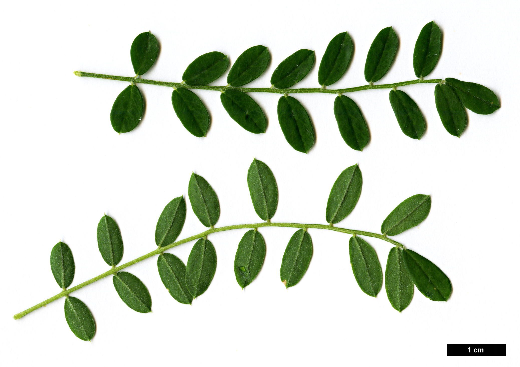 High resolution image: Family: Fabaceae - Genus: Sophora - Taxon: davidii