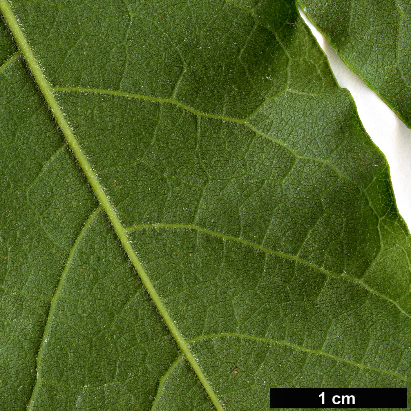 High resolution image: Family: Fabaceae - Genus: Wisteria - Taxon: brachybotrys - SpeciesSub: ’Howick’