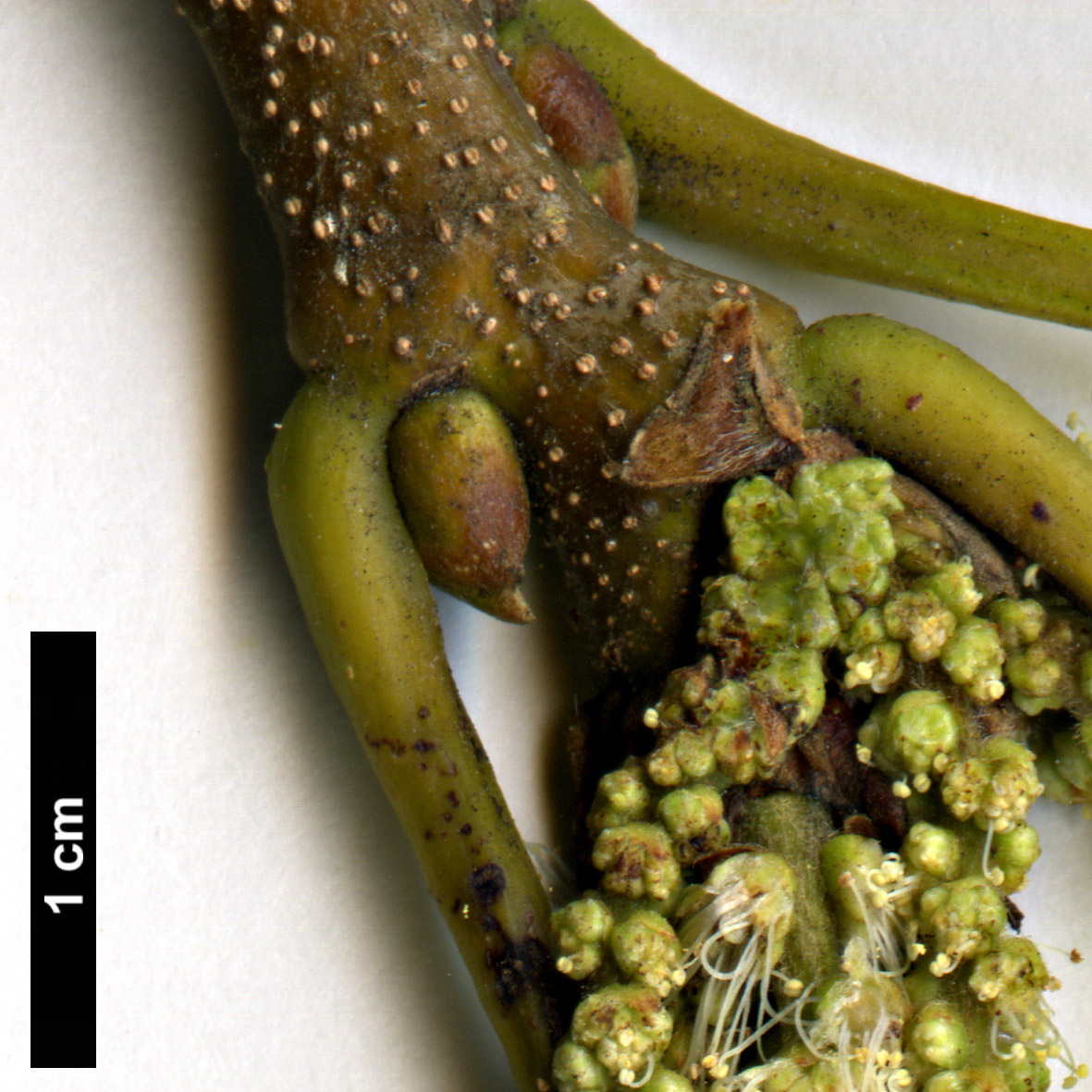 High resolution image: Family: Fagaceae - Genus: Castanea - Taxon: dentata