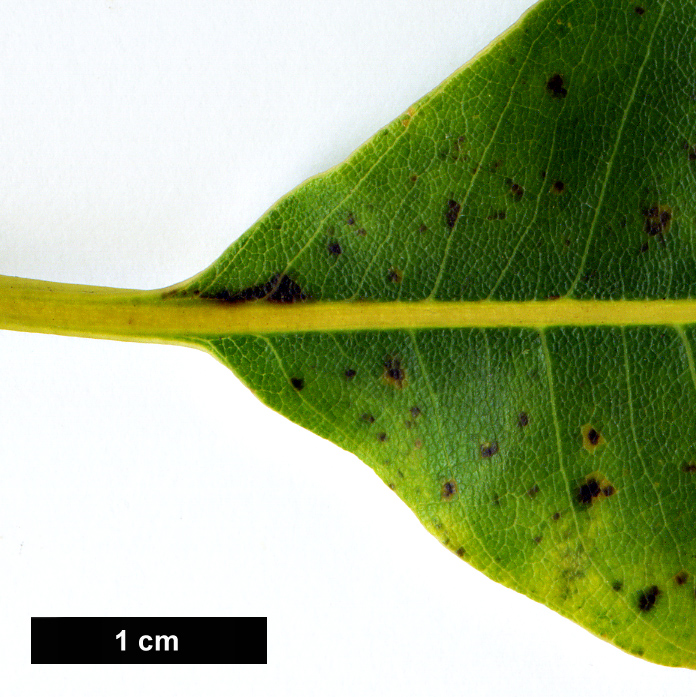 High resolution image: Family: Fagaceae - Genus: Castanea - Taxon: dentata