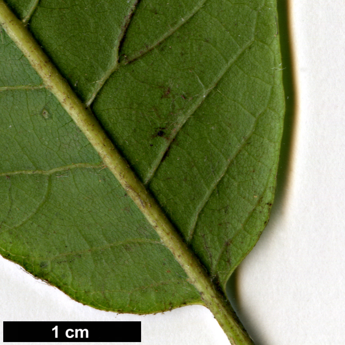 High resolution image: Family: Fagaceae - Genus: Castanea - Taxon: sativa