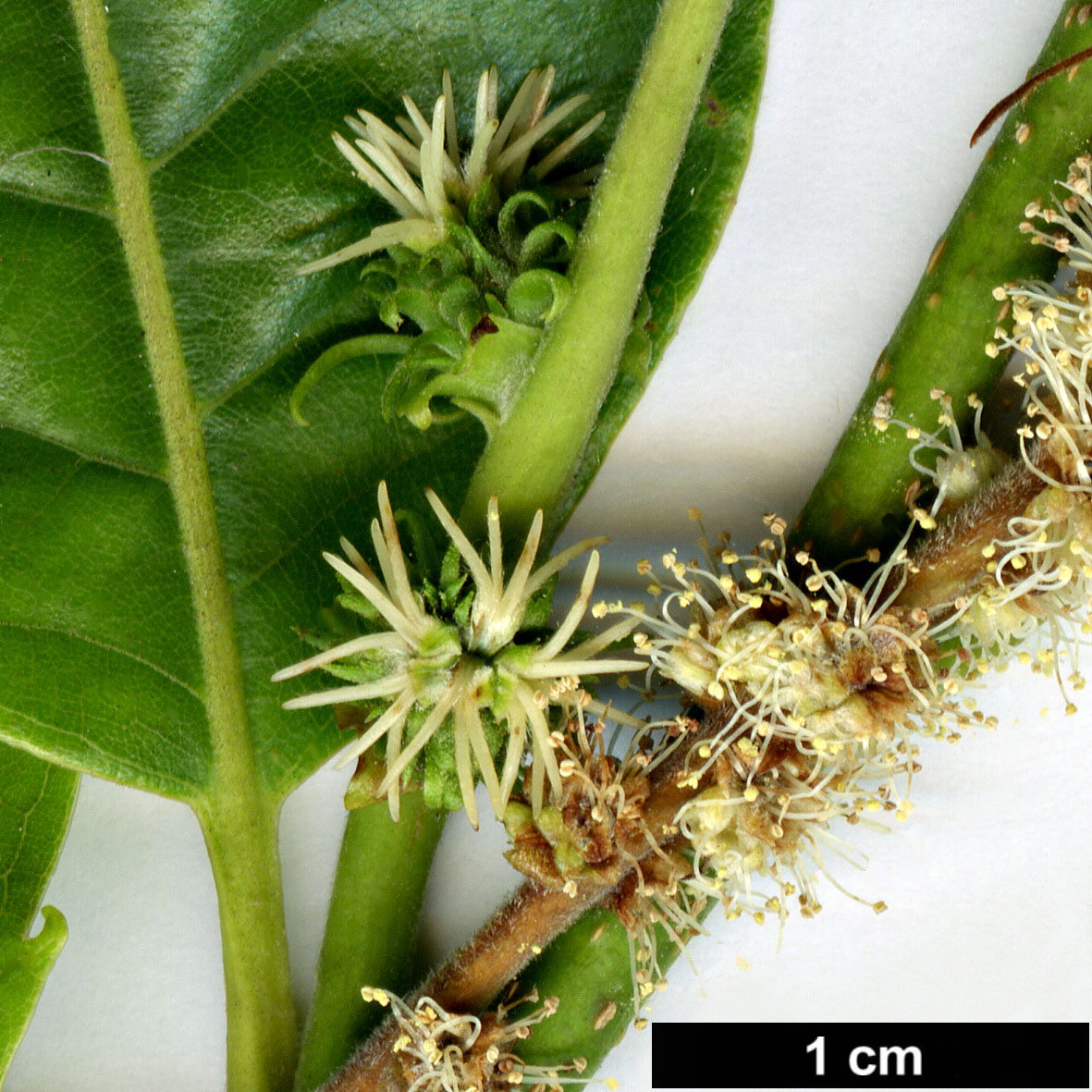 High resolution image: Family: Fagaceae - Genus: Castanea - Taxon: seguinii