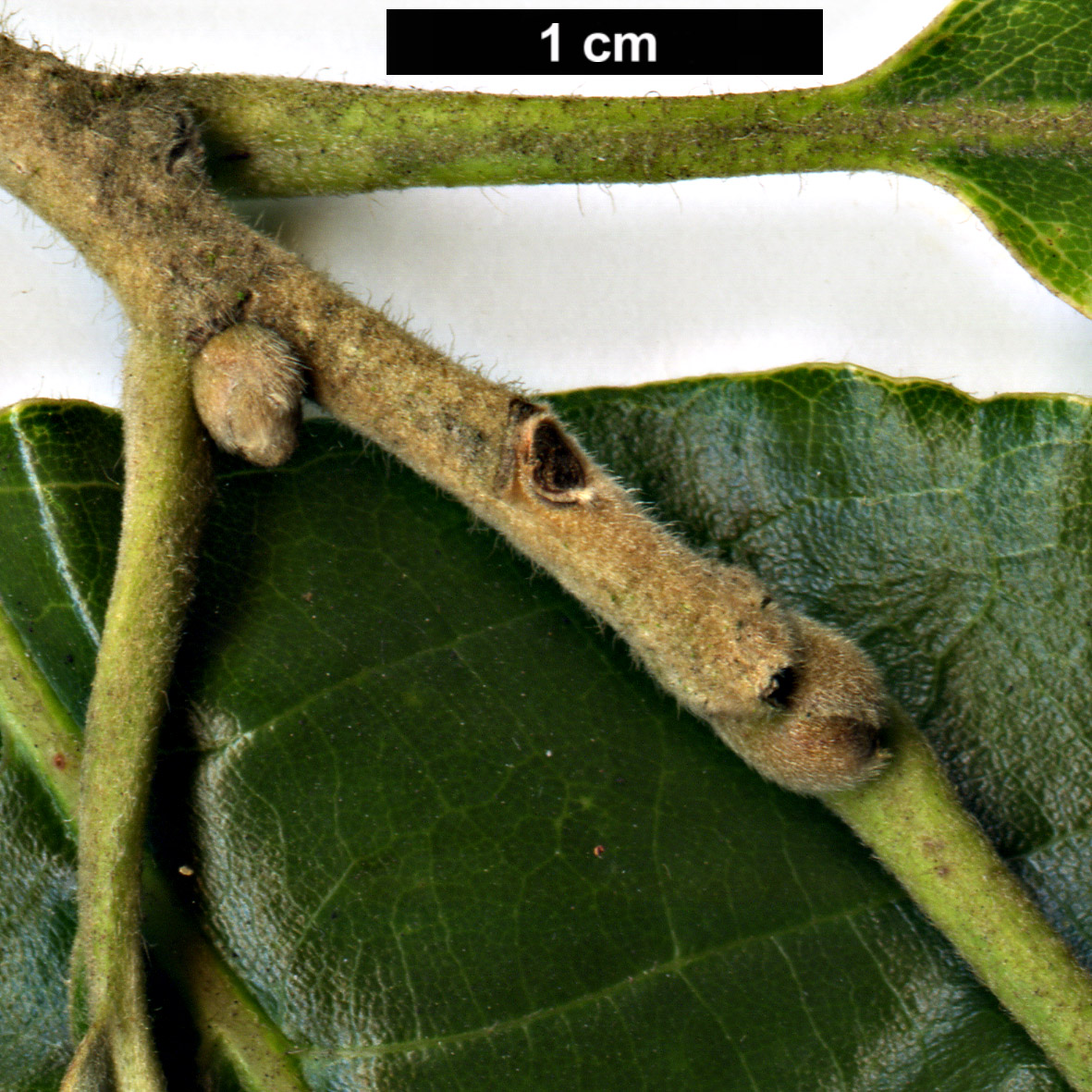 High resolution image: Family: Fagaceae - Genus: Castanea - Taxon: ×neglecta (C.dentata × C.pumila)