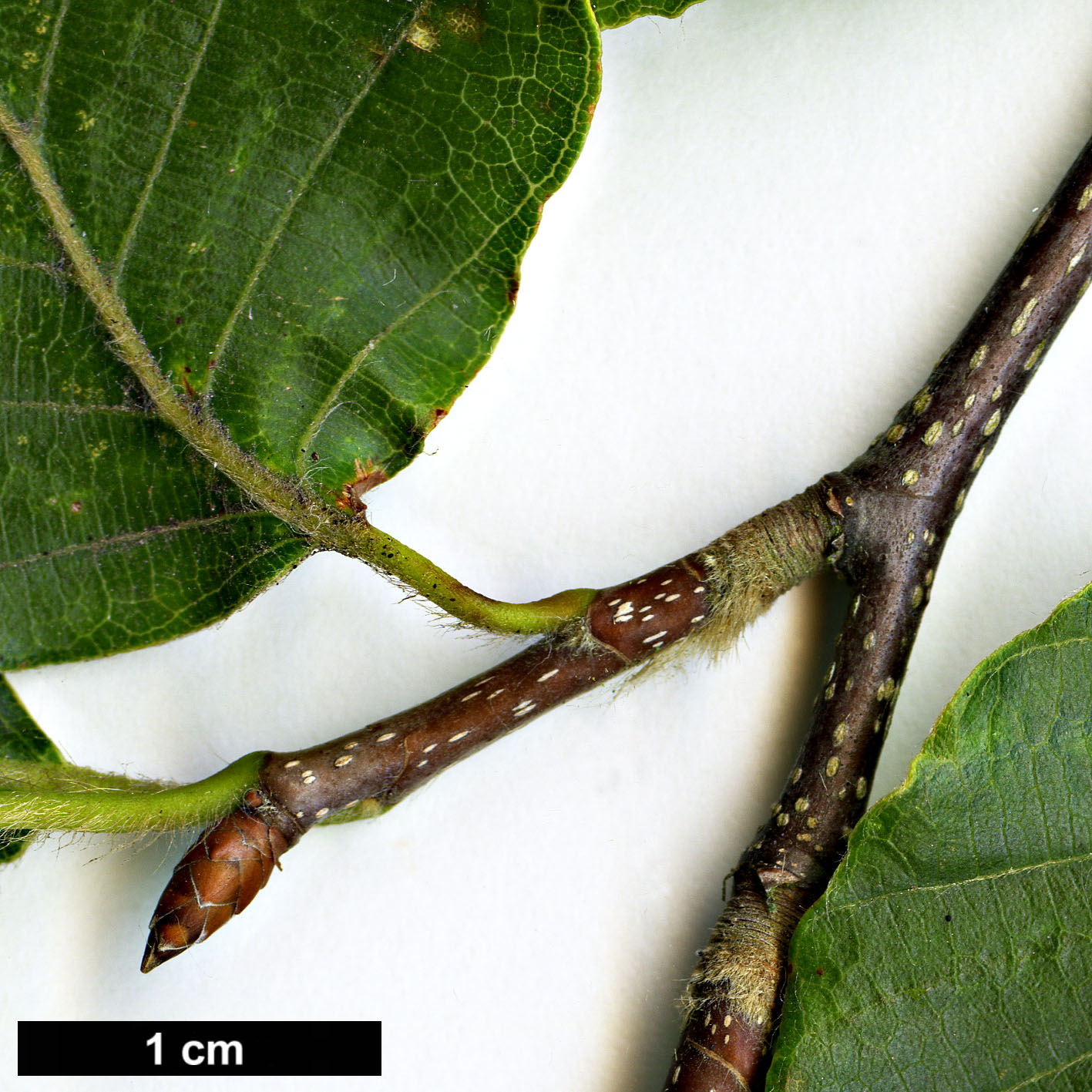 High resolution image: Family: Fagaceae - Genus: Fagus - Taxon: crenata
