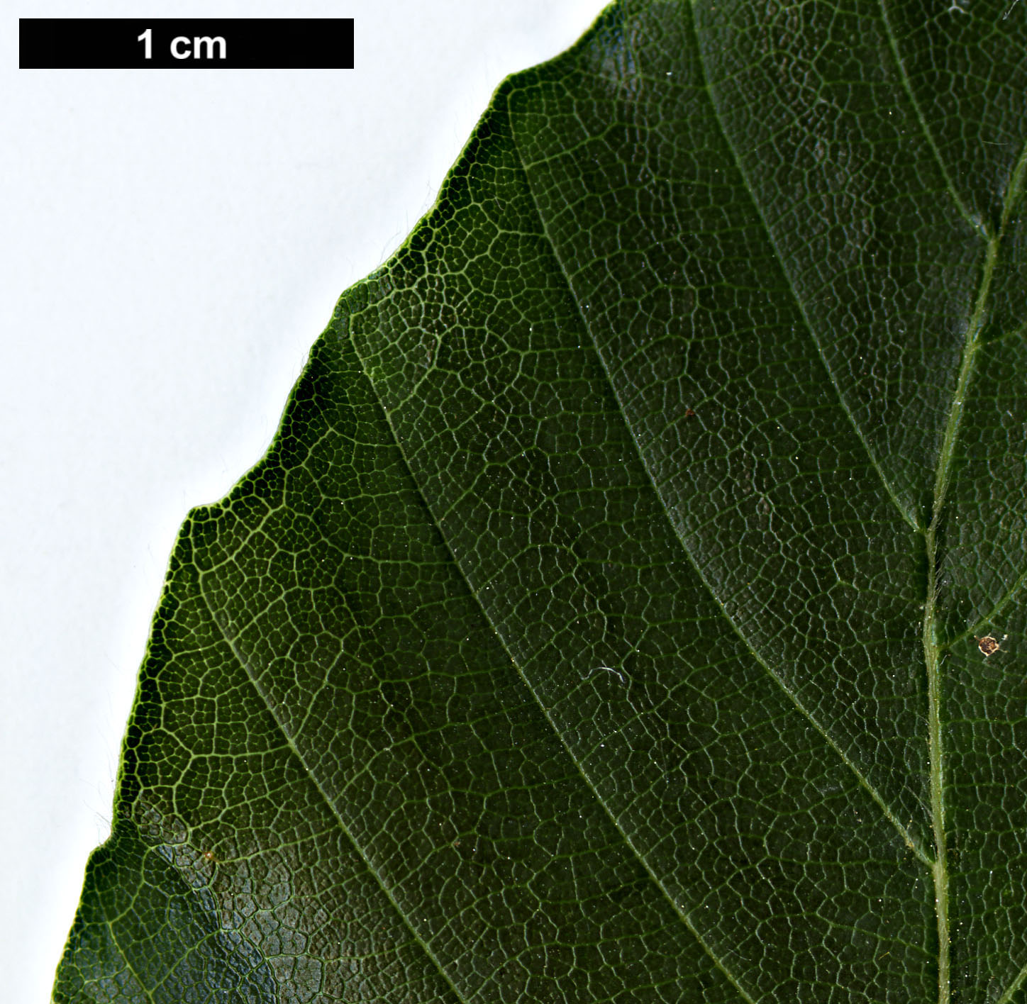 High resolution image: Family: Fagaceae - Genus: Fagus - Taxon: orientalis