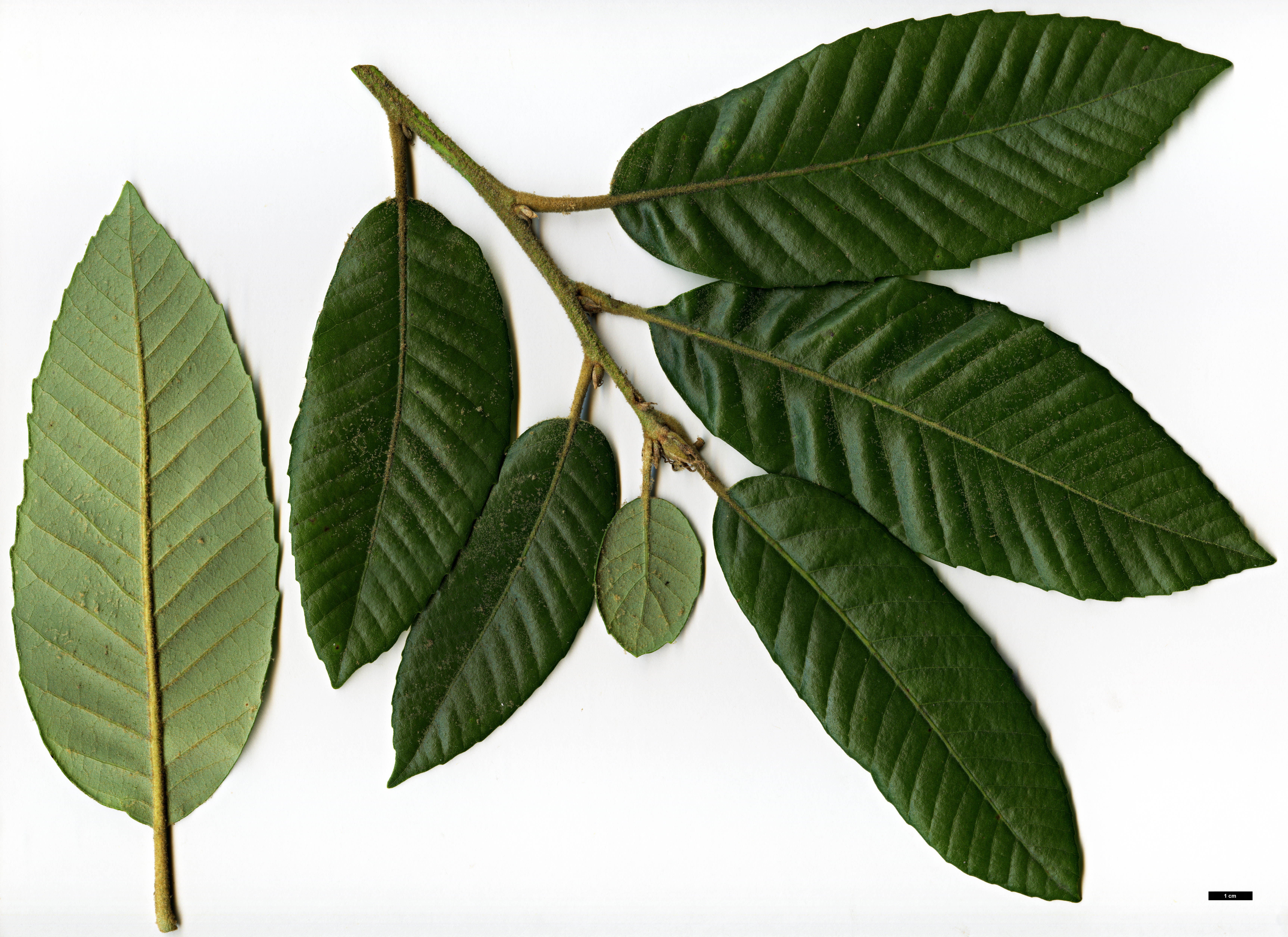 High resolution image: Family: Fagaceae - Genus: Notholithocarpus - Taxon: densiflorus