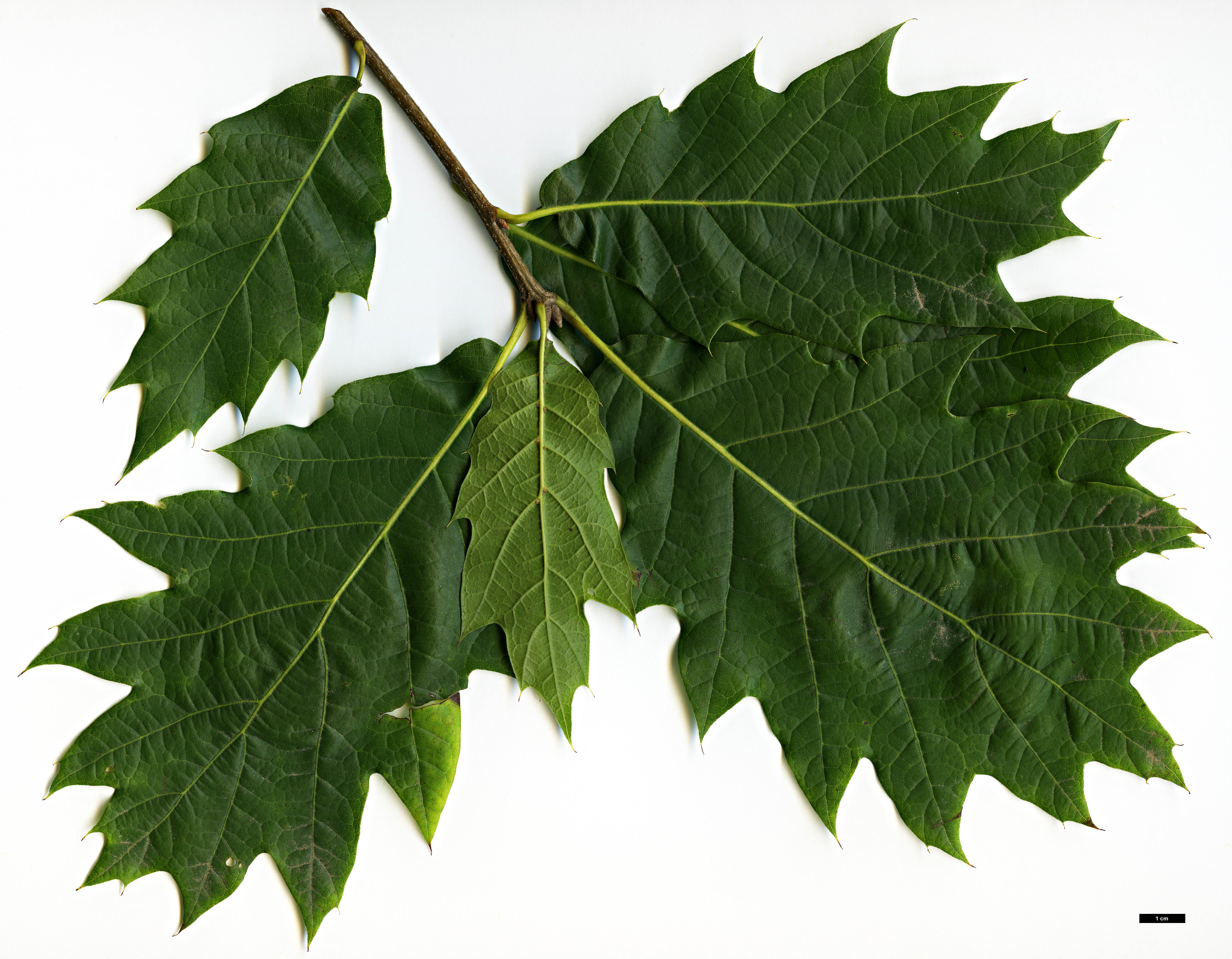 High resolution image: Family: Fagaceae - Genus: Quercus - Taxon: 'Chocha'