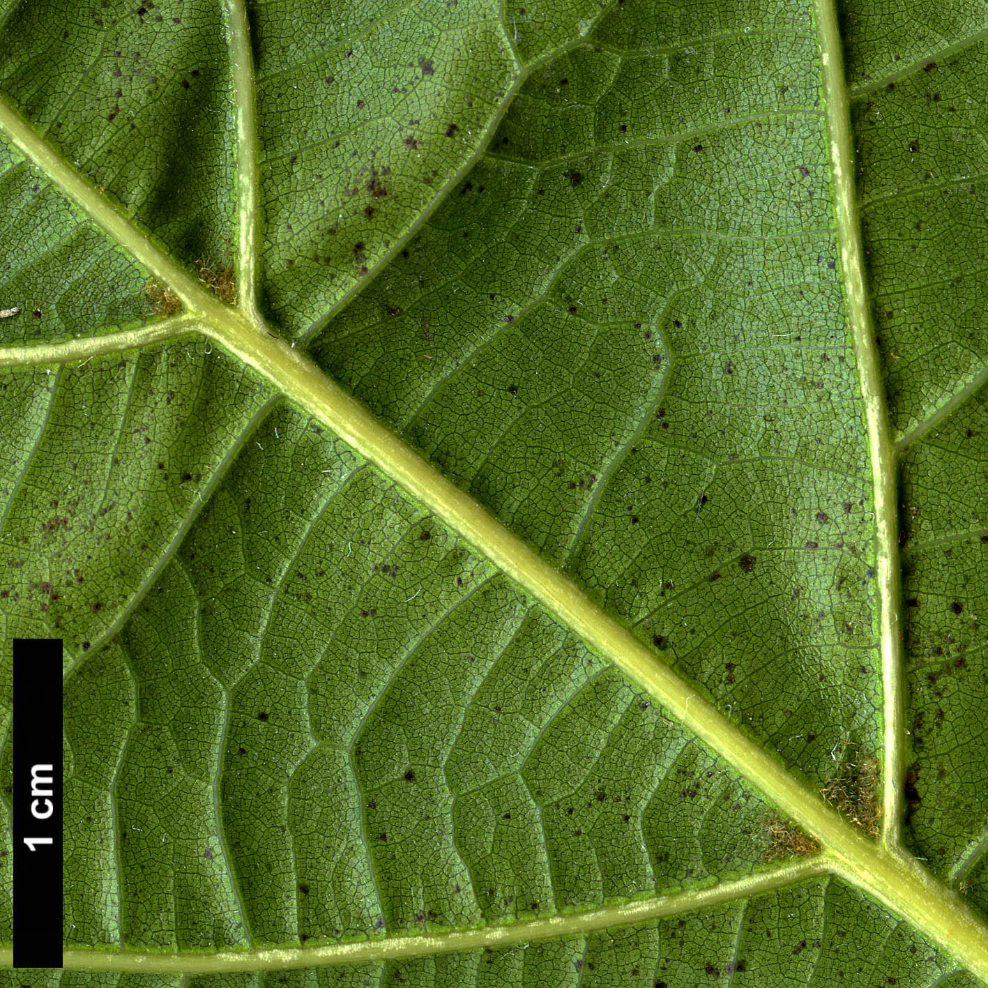 High resolution image: Family: Fagaceae - Genus: Quercus - Taxon: 'Chocha'