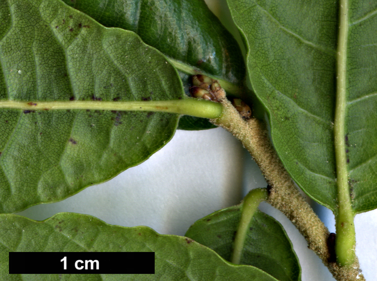 High resolution image: Family: Fagaceae - Genus: Quercus - Taxon: acherdophylla