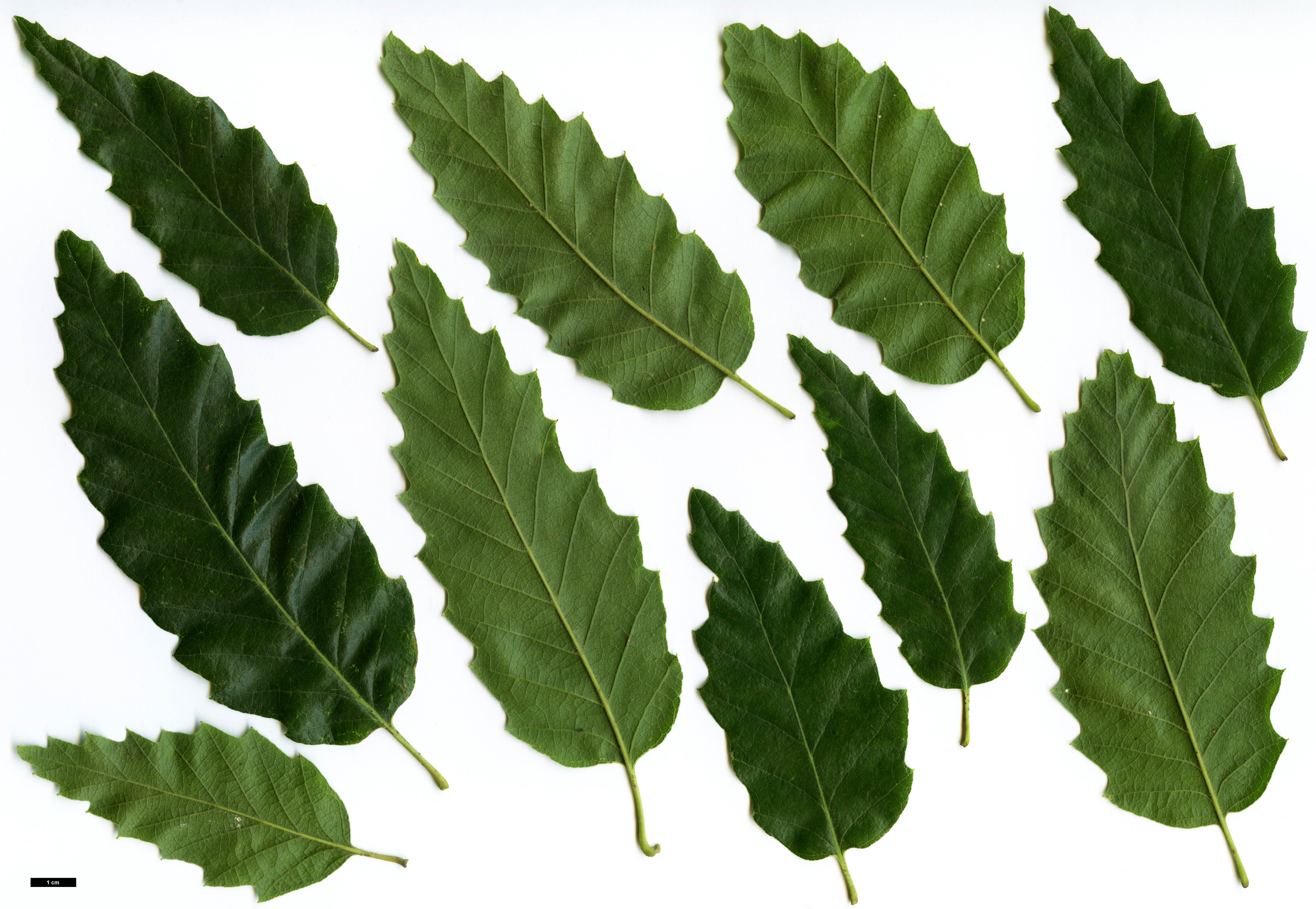 High resolution image: Family: Fagaceae - Genus: Quercus - Taxon: afares