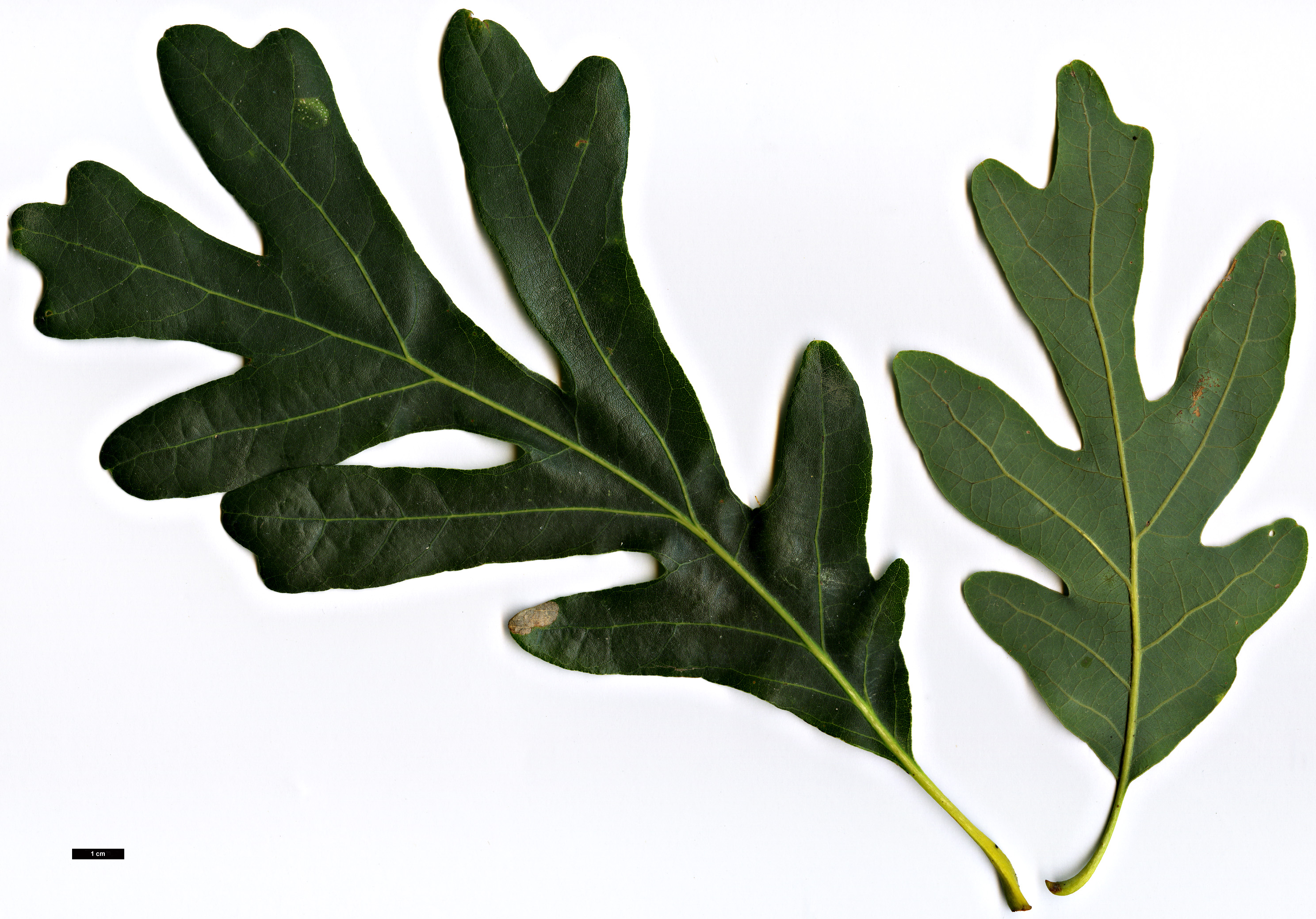 High resolution image: Family: Fagaceae - Genus: Quercus - Taxon: alba