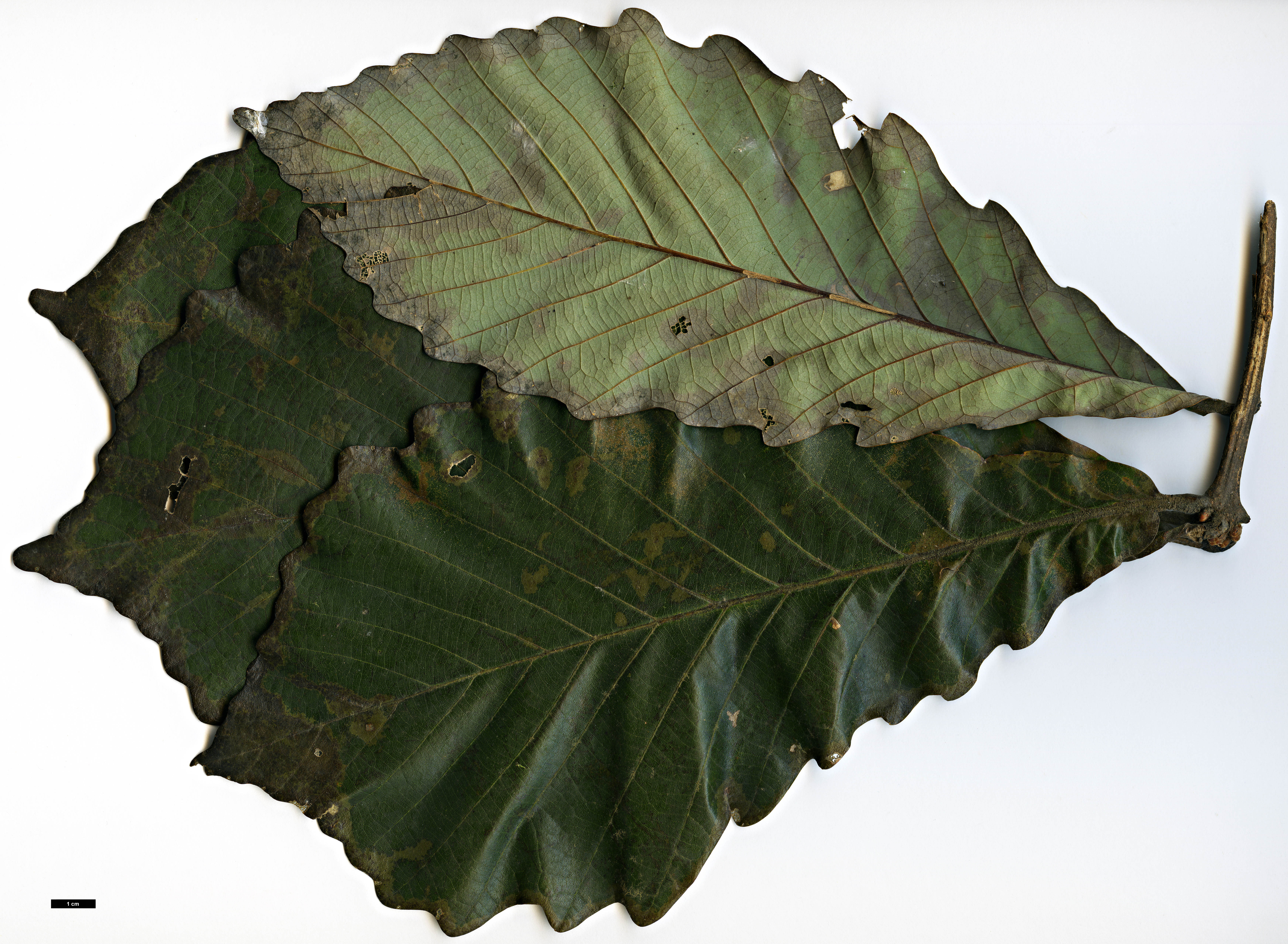 High resolution image: Family: Fagaceae - Genus: Quercus - Taxon: aliena