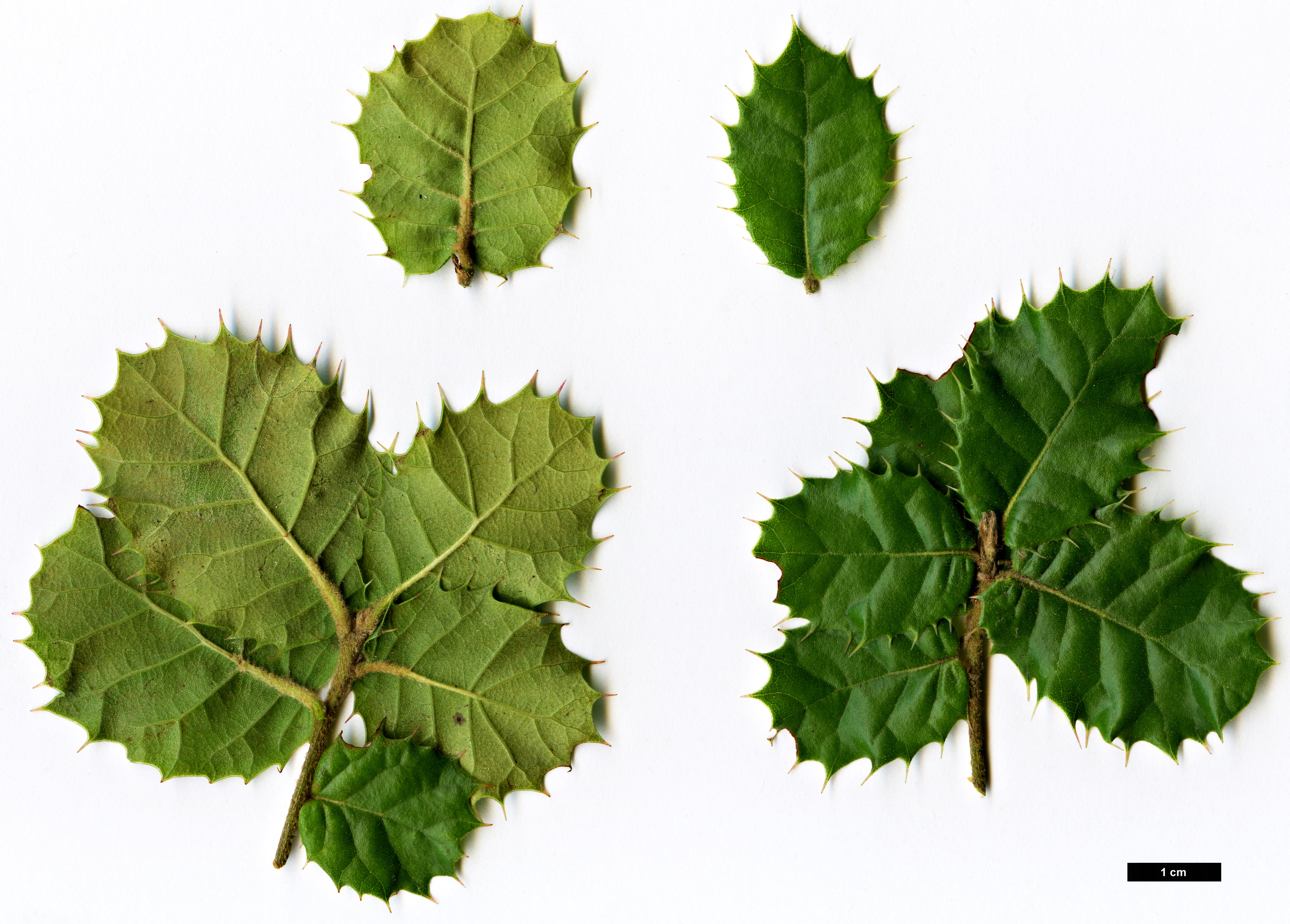 High resolution image: Family: Fagaceae - Genus: Quercus - Taxon: aquifolioides