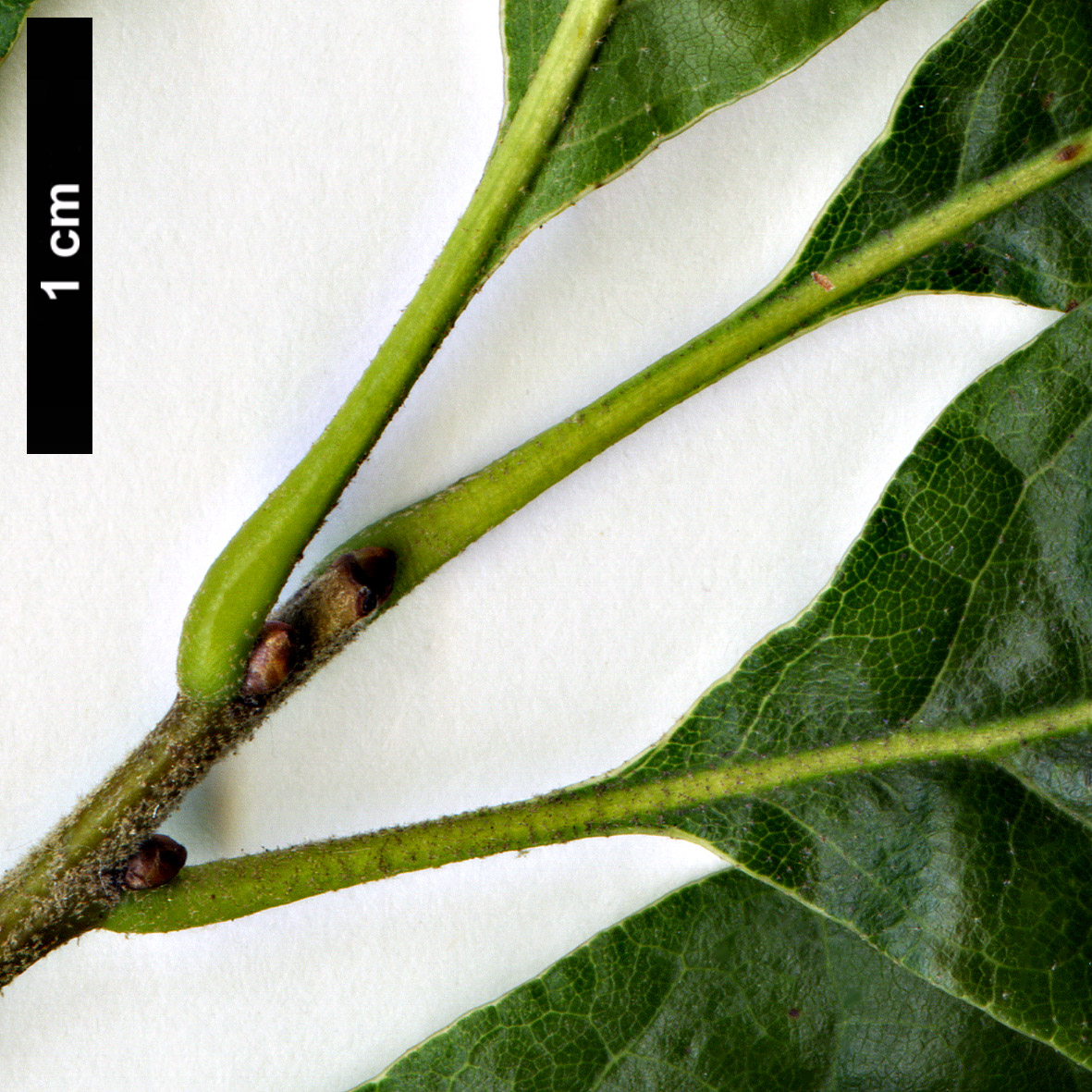 High resolution image: Family: Fagaceae - Genus: Quercus - Taxon: arkansana