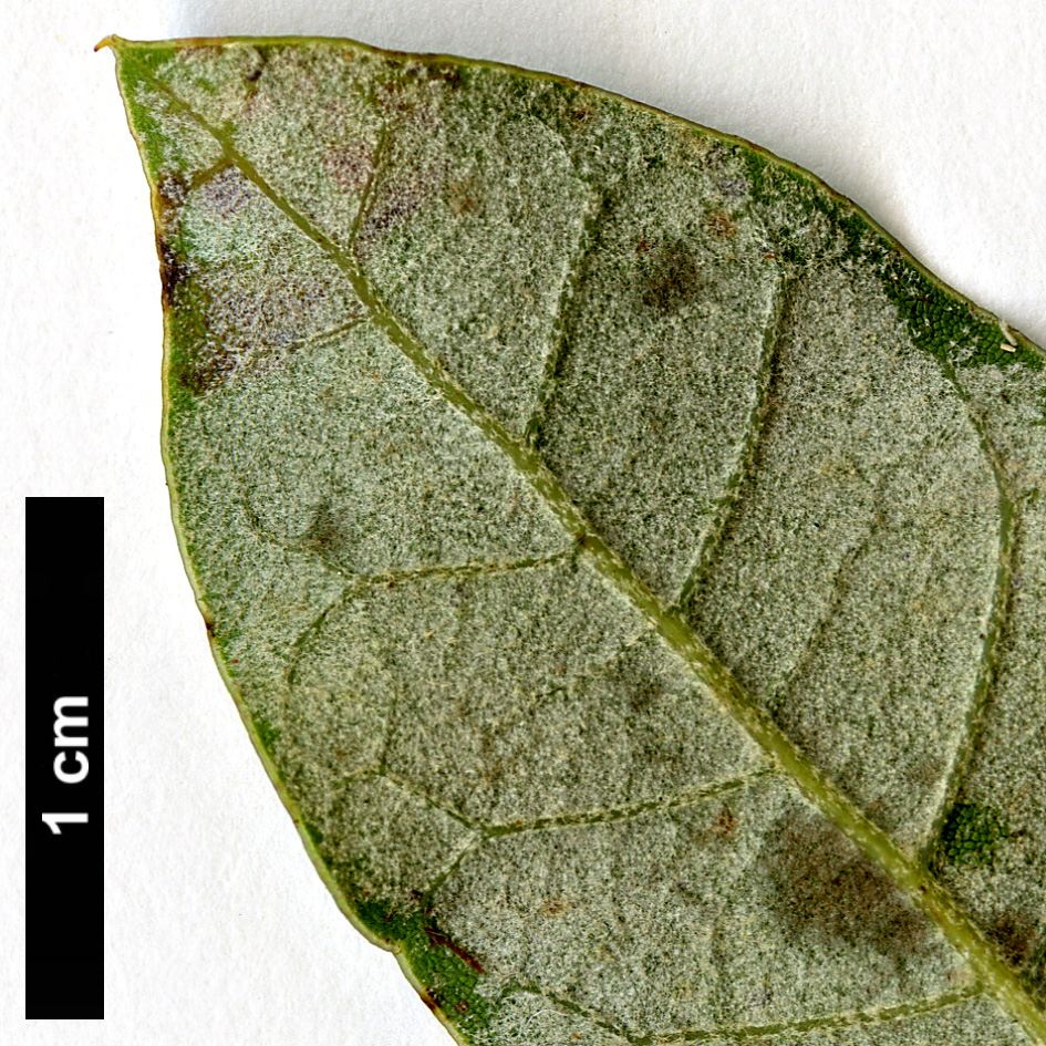 High resolution image: Family: Fagaceae - Genus: Quercus - Taxon: barrancana