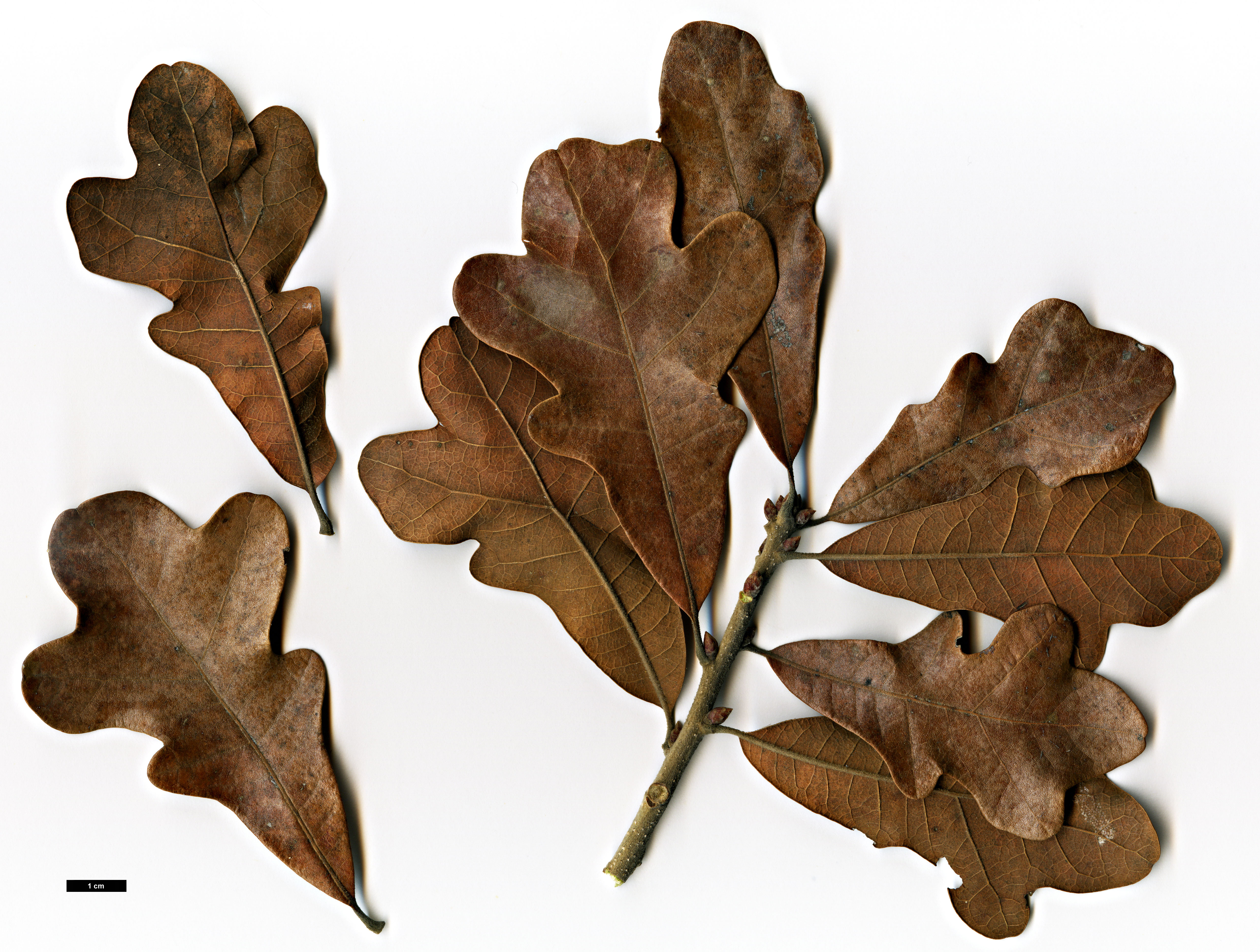 High resolution image: Family: Fagaceae - Genus: Quercus - Taxon: boyntonii