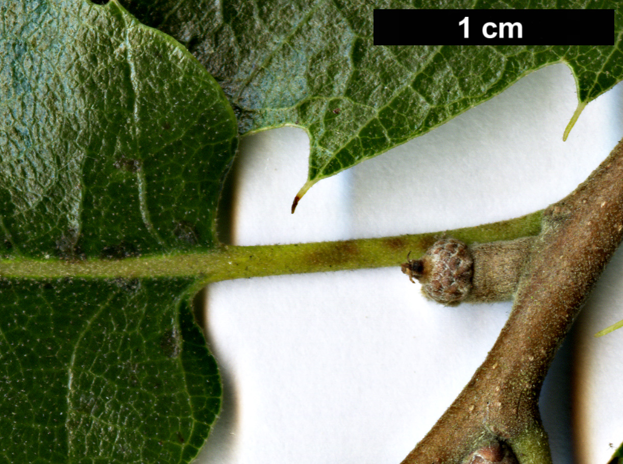 High resolution image: Family: Fagaceae - Genus: Quercus - Taxon: brantii
