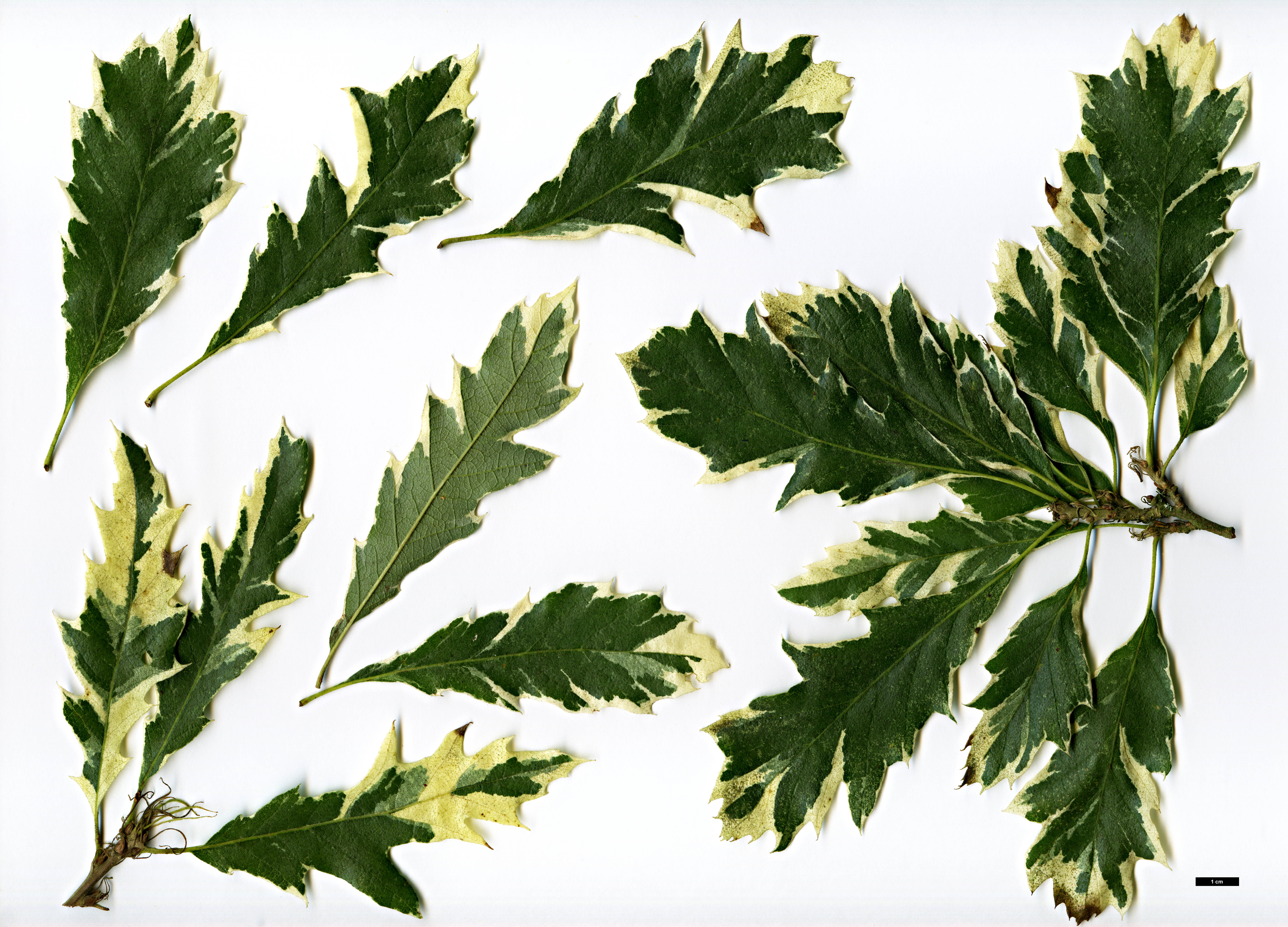 High resolution image: Family: Fagaceae - Genus: Quercus - Taxon: cerris - SpeciesSub: 'Argenteovariegata'