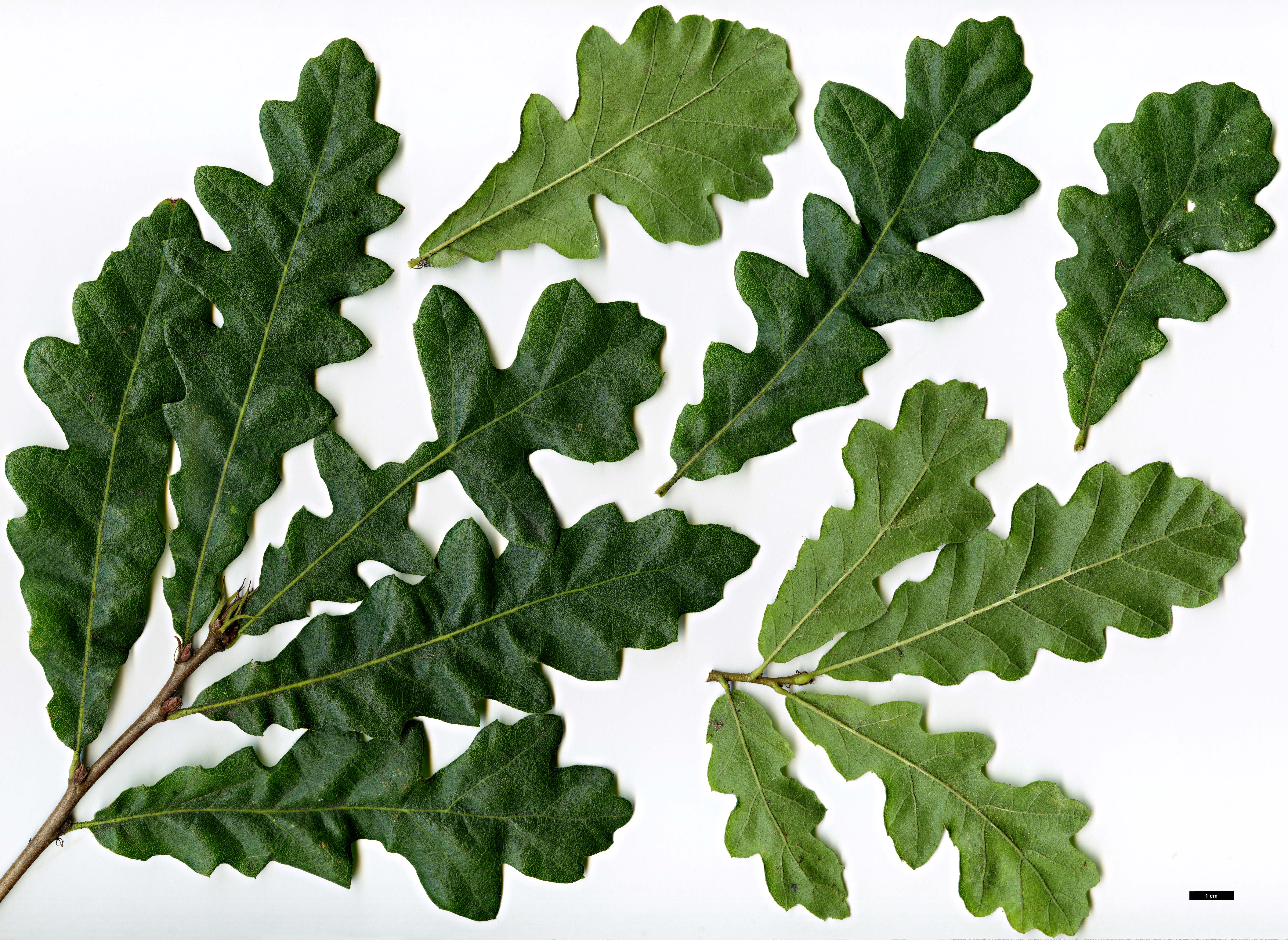 High resolution image: Family: Fagaceae - Genus: Quercus - Taxon: cerris - SpeciesSub: 'Athena'