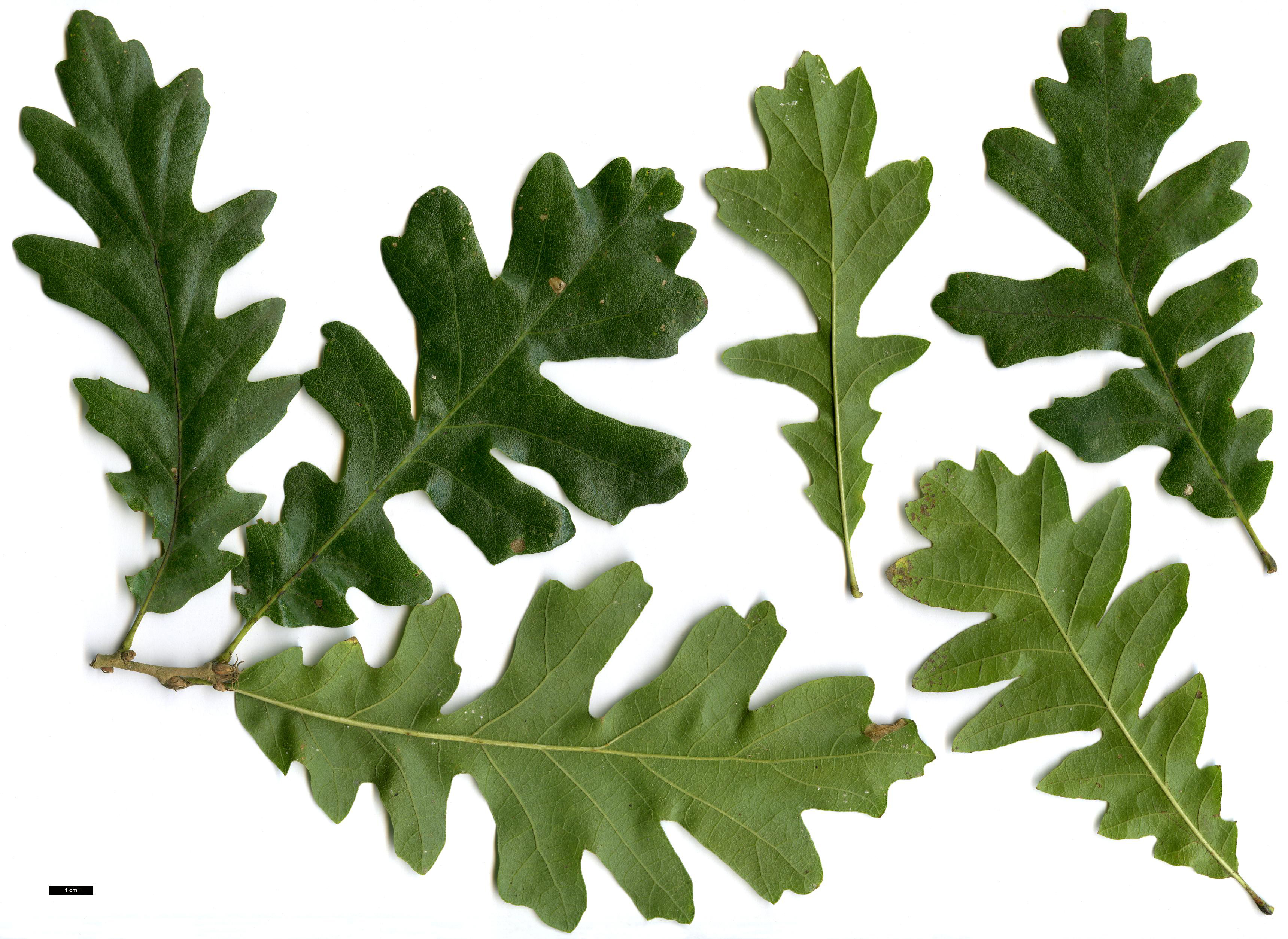 High resolution image: Family: Fagaceae - Genus: Quercus - Taxon: cerris - SpeciesSub: 'Wodan'