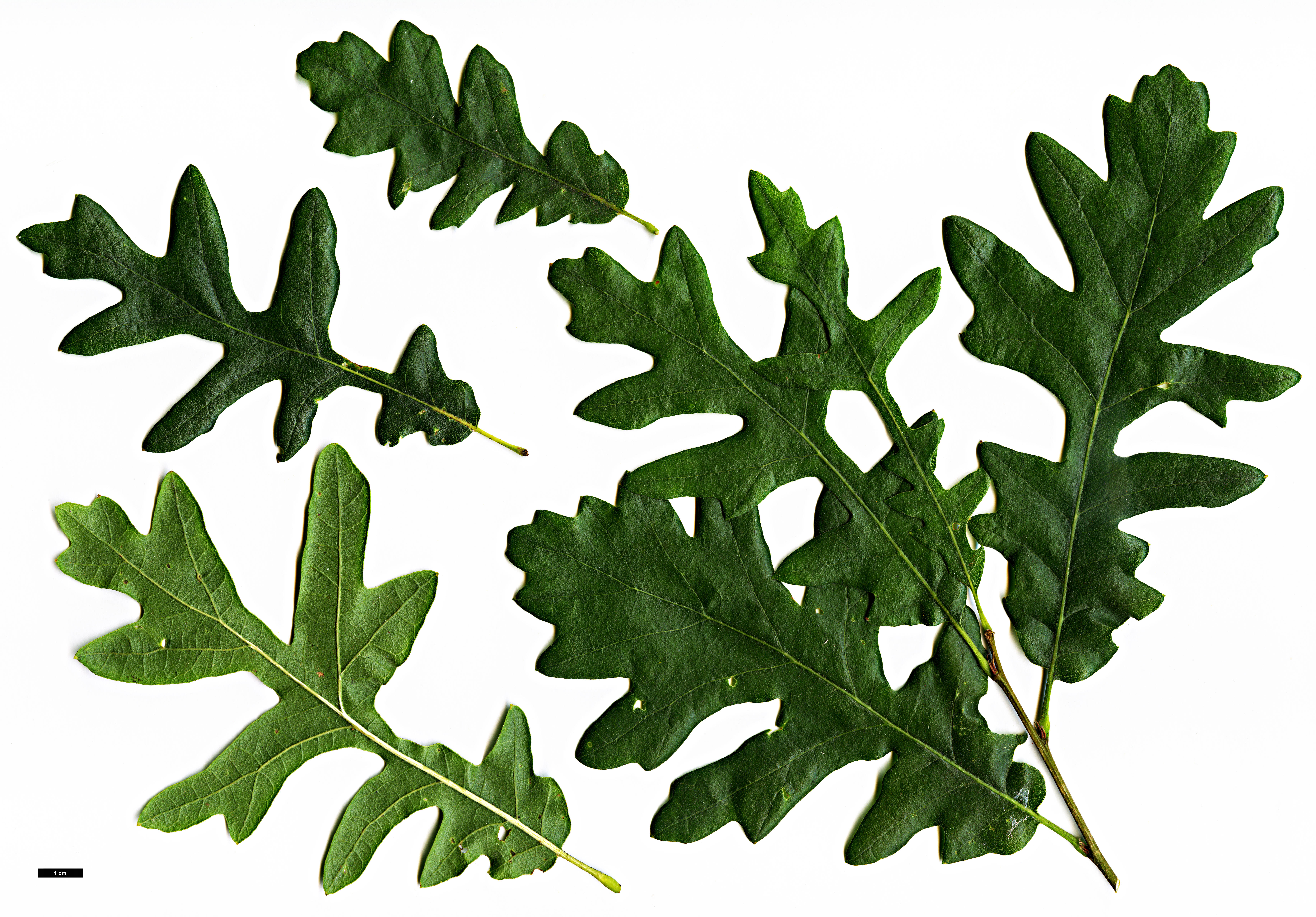 High resolution image: Family: Fagaceae - Genus: Quercus - Taxon: cerris