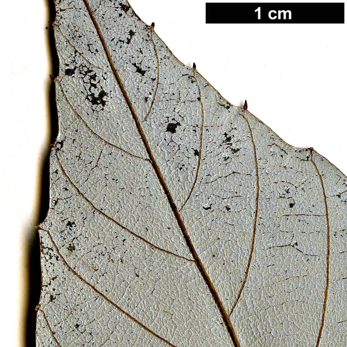 High resolution image: Family: Fagaceae - Genus: Quercus - Taxon: ciliaris