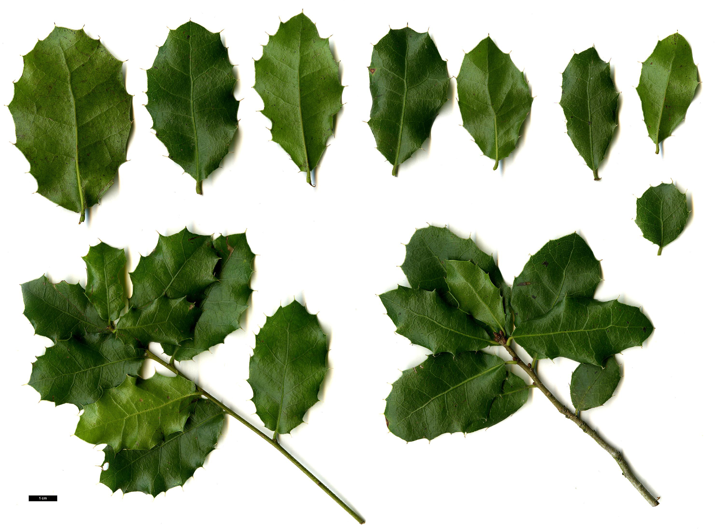 High resolution image: Family: Fagaceae - Genus: Quercus - Taxon: coccifera